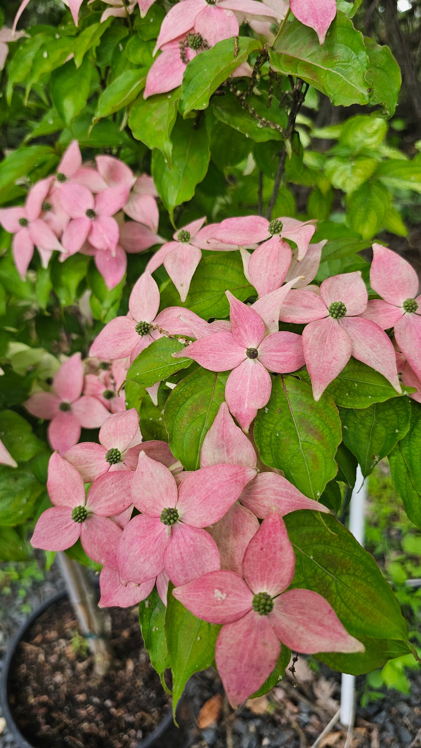 Cornus 'Scarlet Fire'