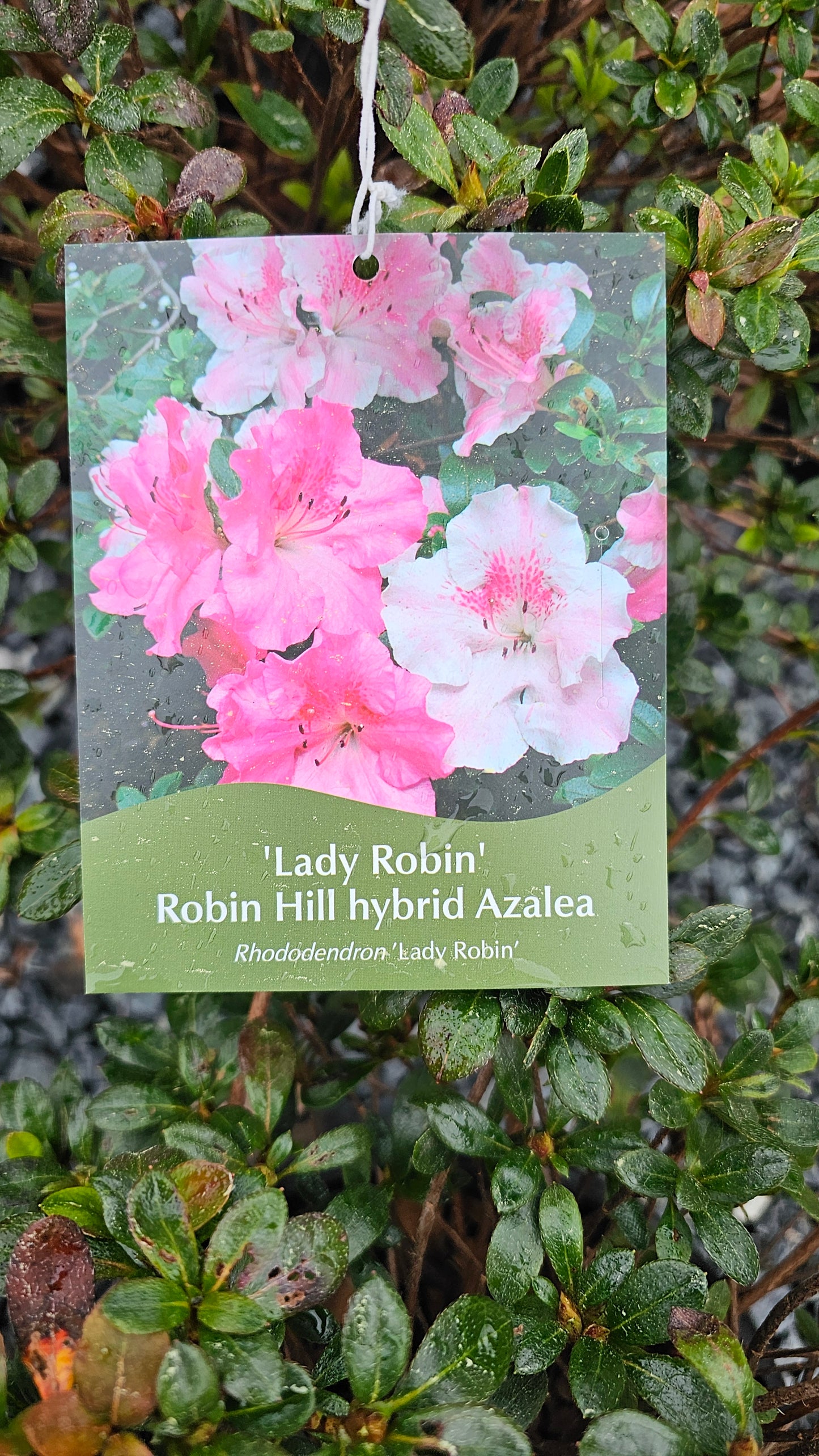 Azalea - Pink Flower