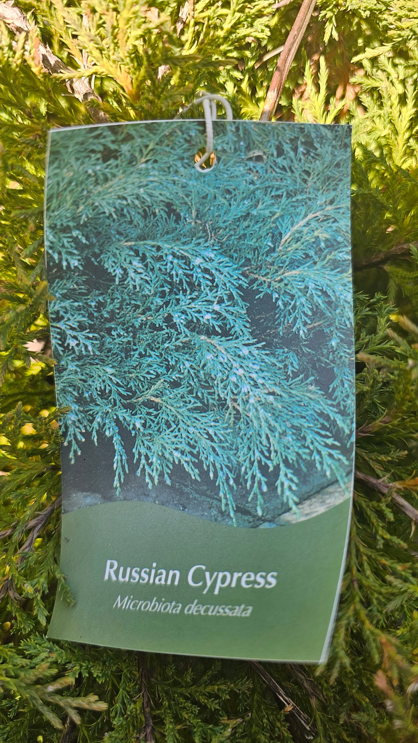 Microbiota 'Celtic Pride' - Russian Cypress