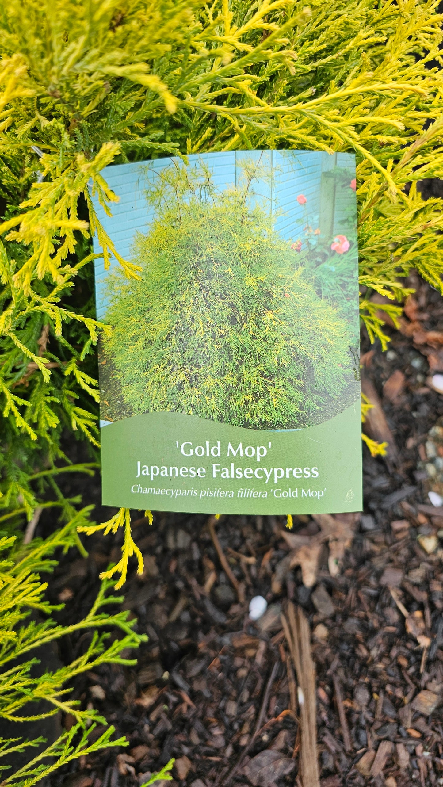 Cham. 'Gold Mop' - Jap. False Cypress