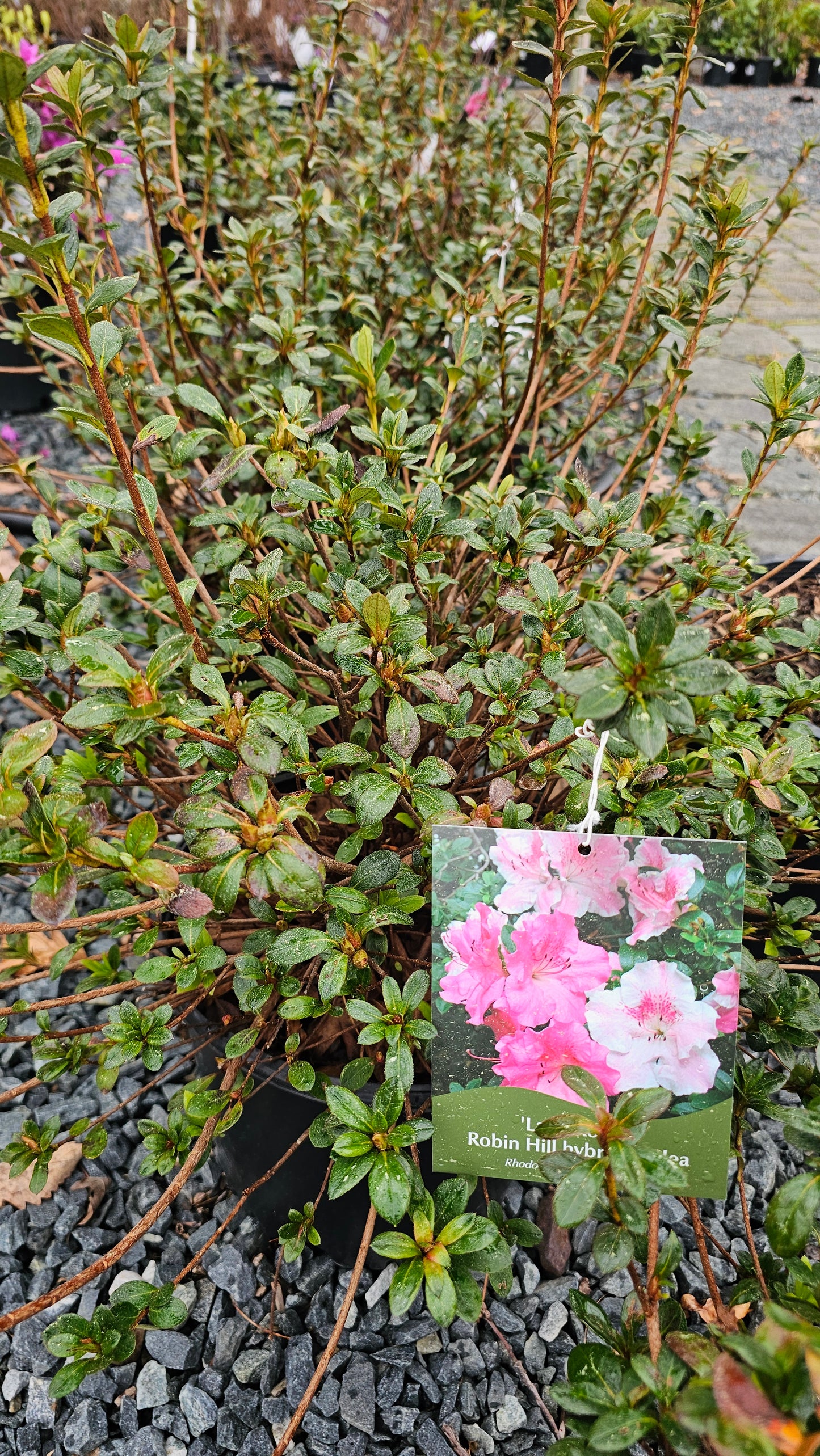 Azalea - Pink Flower
