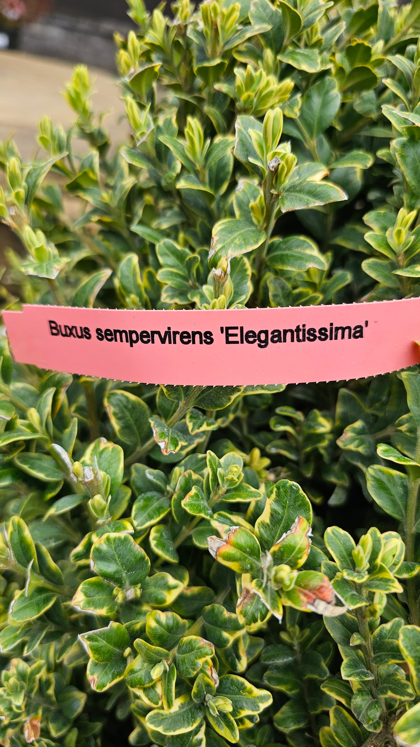Buxus Semp. 'Elegantissima' - Pyramidal Boxwood - Variegated