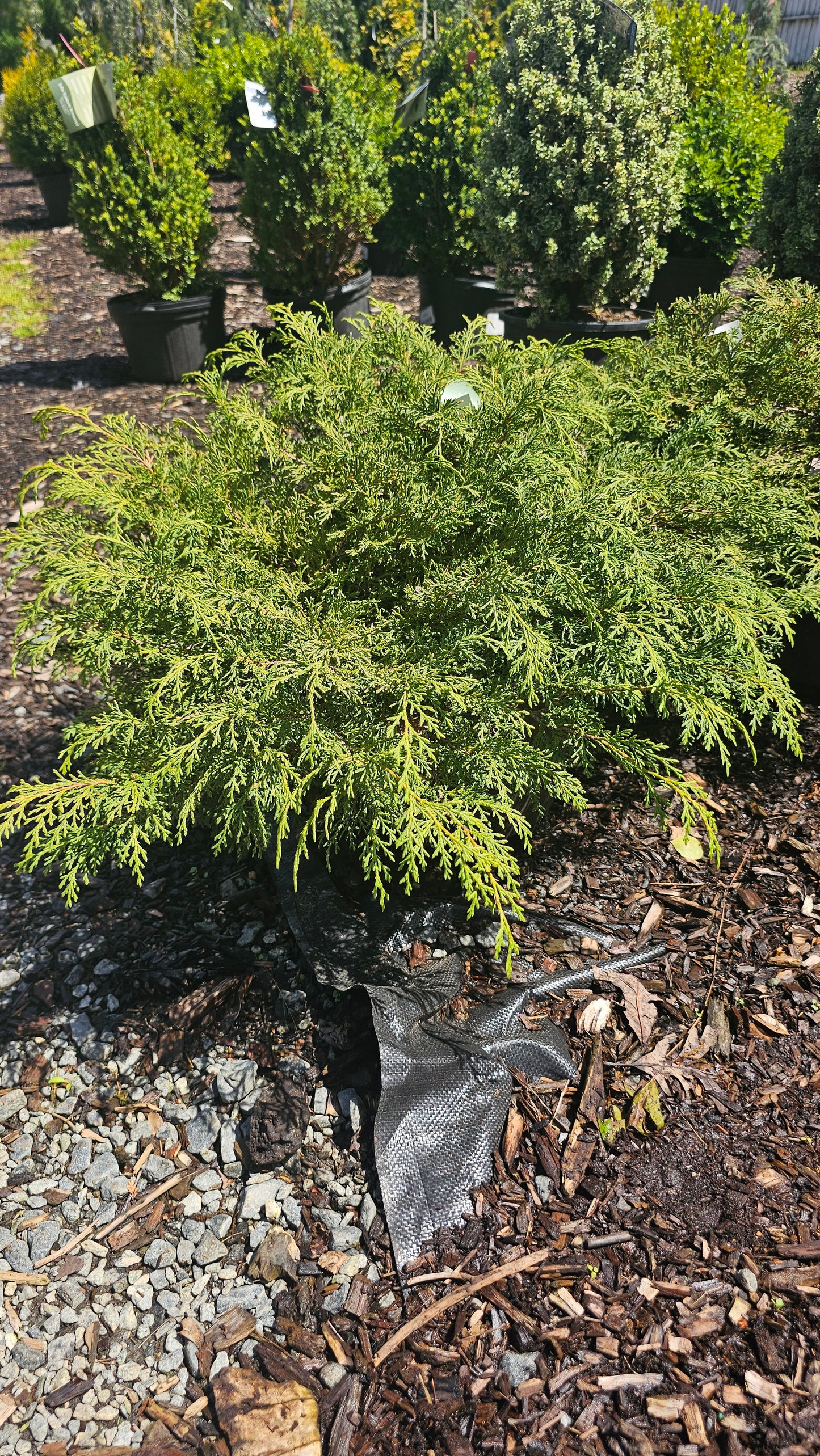 Microbiota 'Celtic Pride' - Russian Cypress