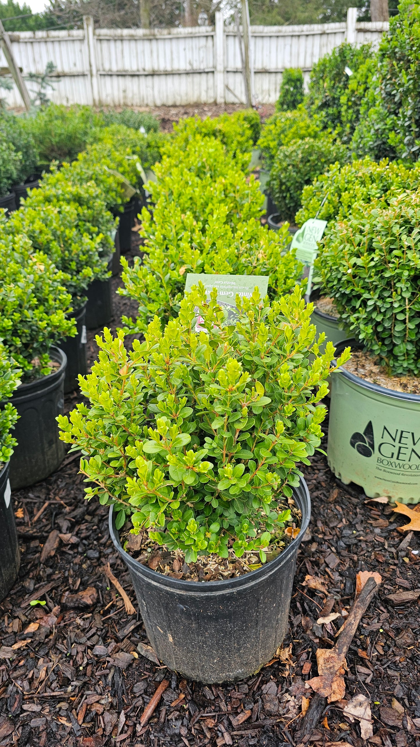 Buxus Winter Gem - Boxwood