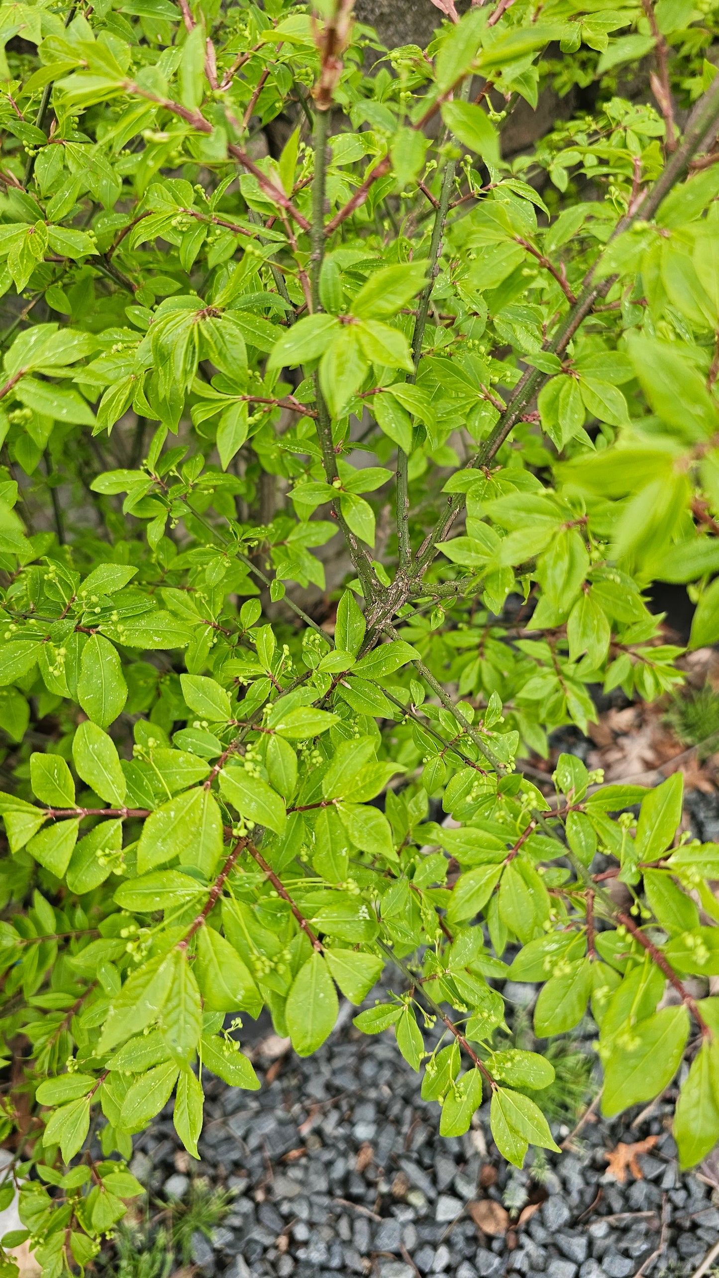 Euonomus alatus 'Compactus' - Burning Bush