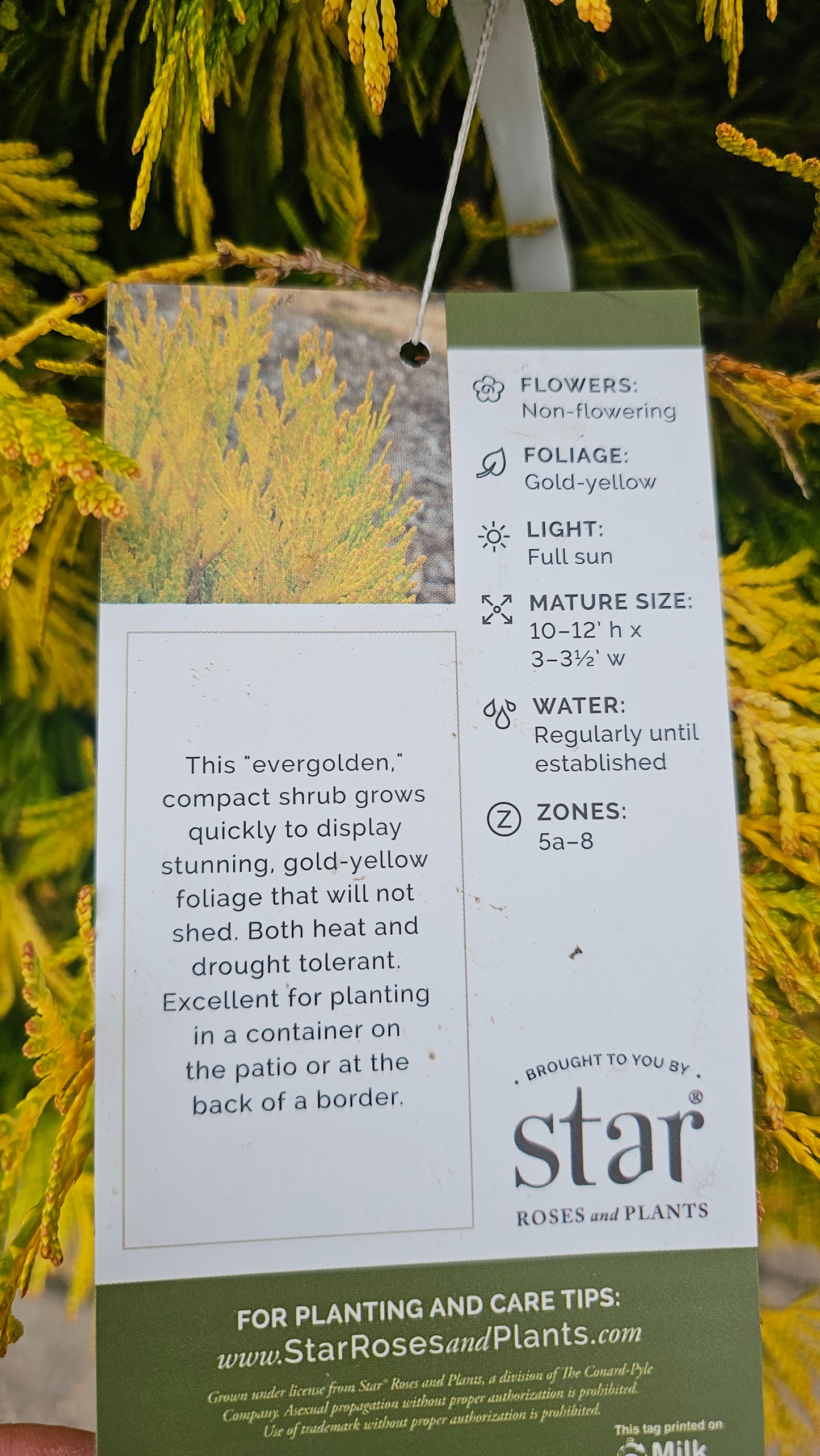 Thuja 'Forever Goldy' - Arborvitae shrub