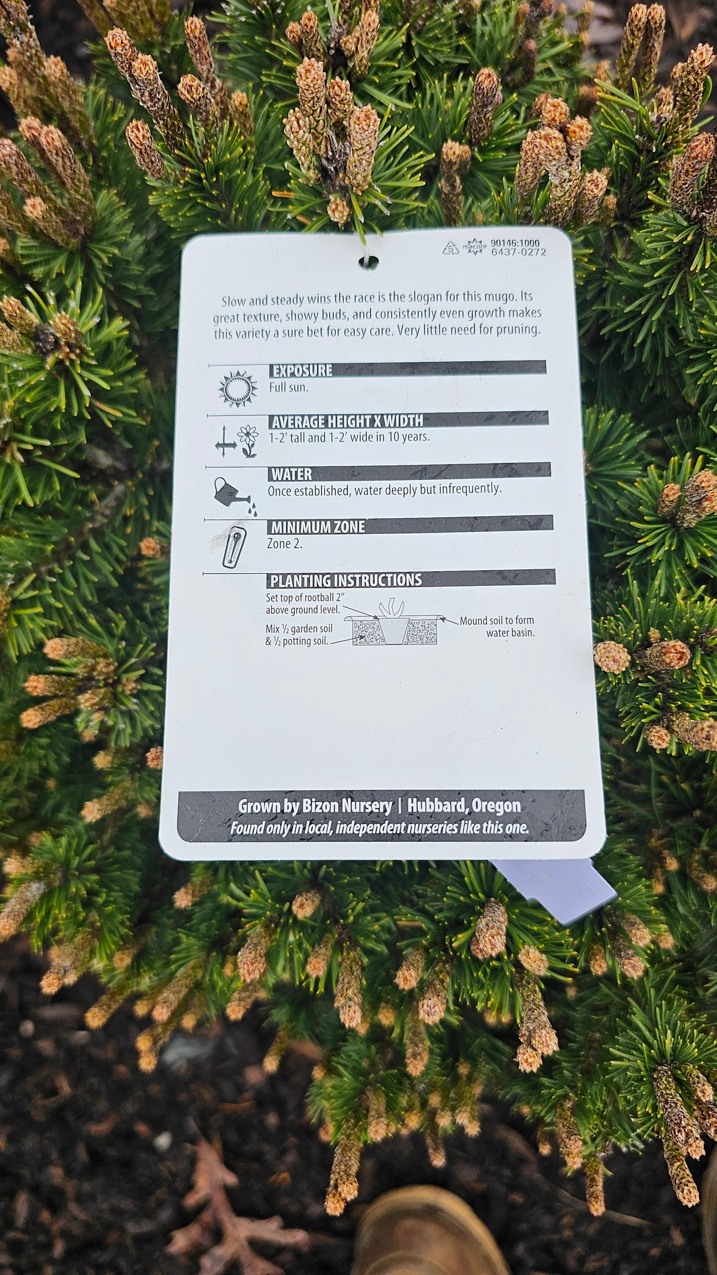 Pinus mugo 'Slowmound'