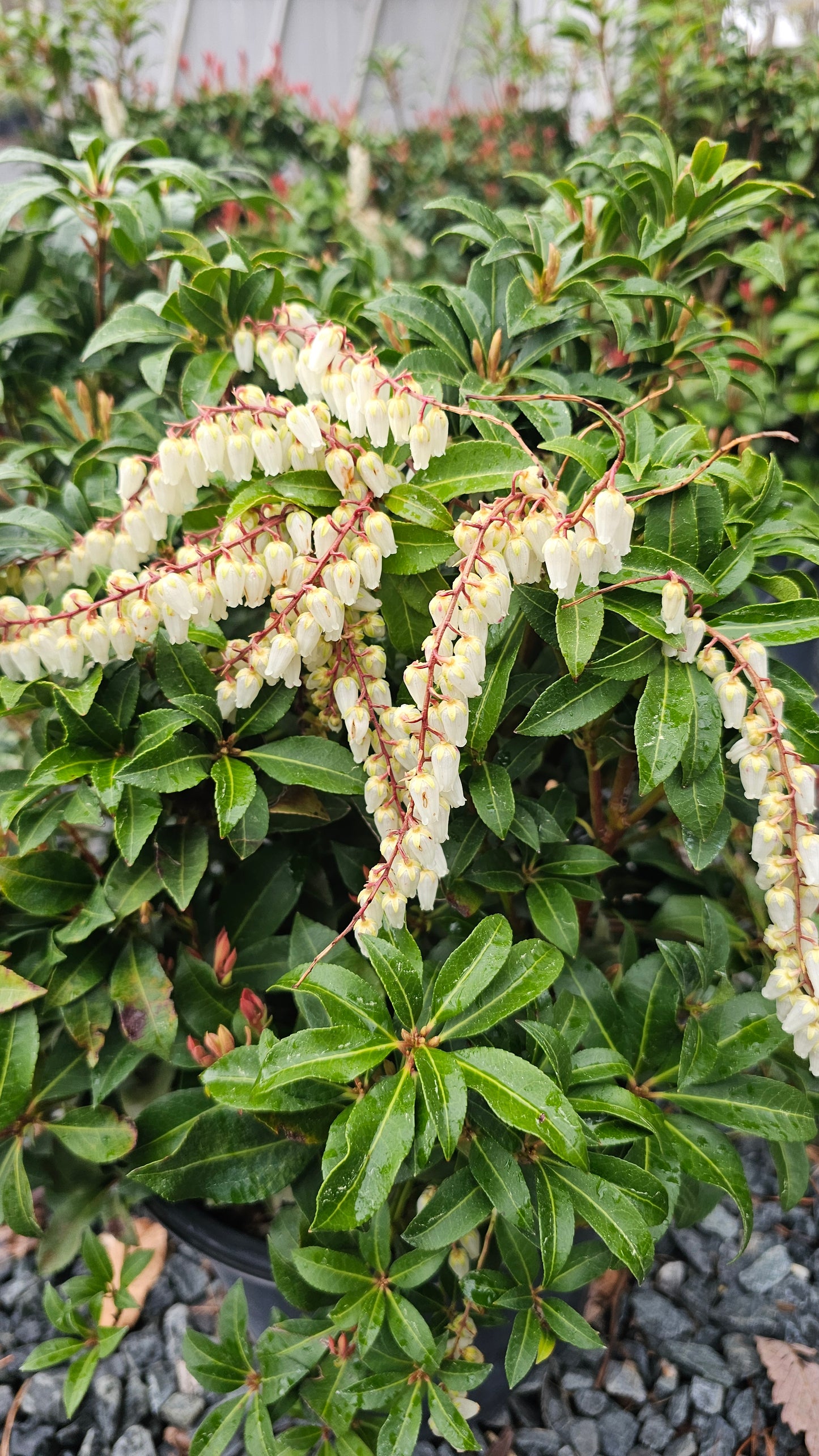 Pieris 'Mountain Fire' #3