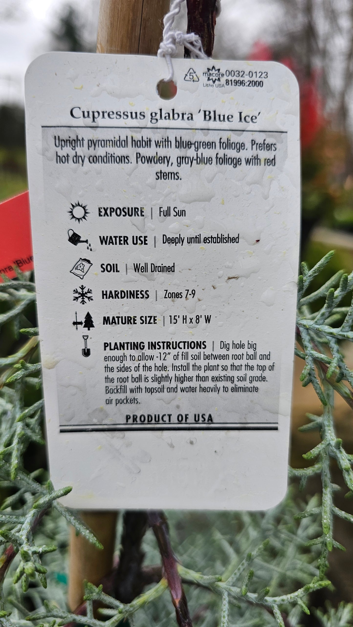 Cupressus glabra 'Blue Ice' #15