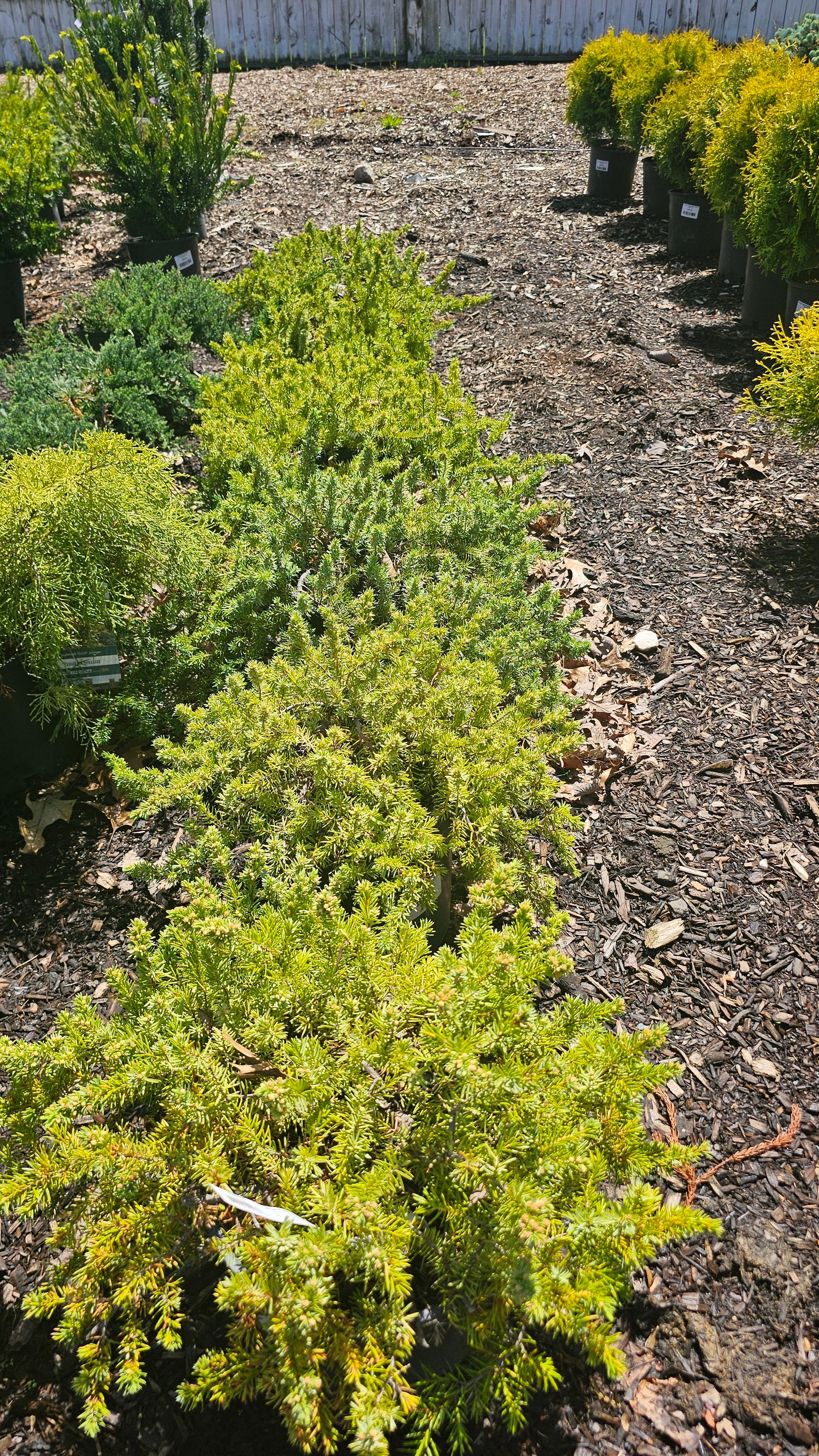 Juniper Shrubs