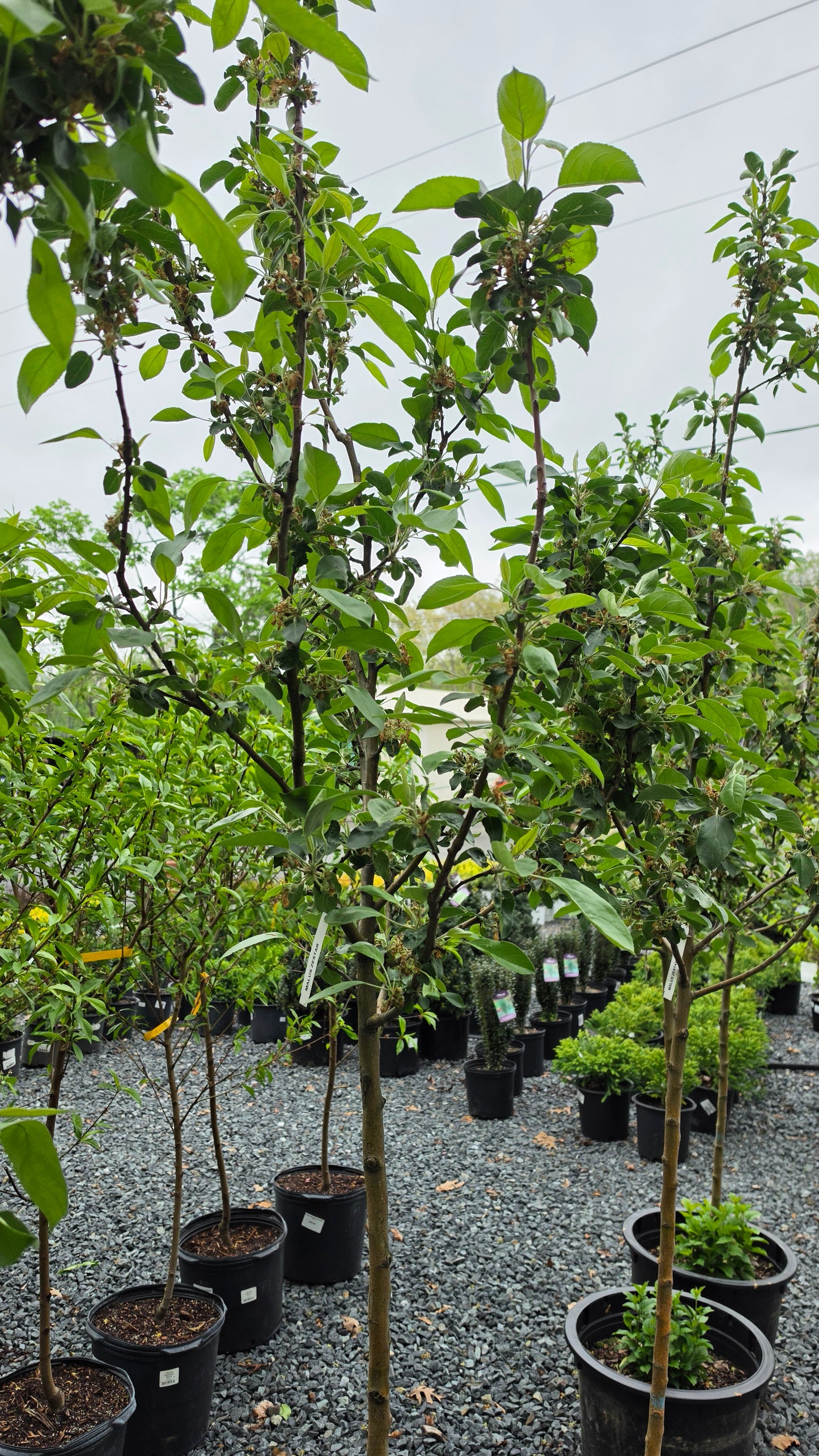 Malus 'Zestar'