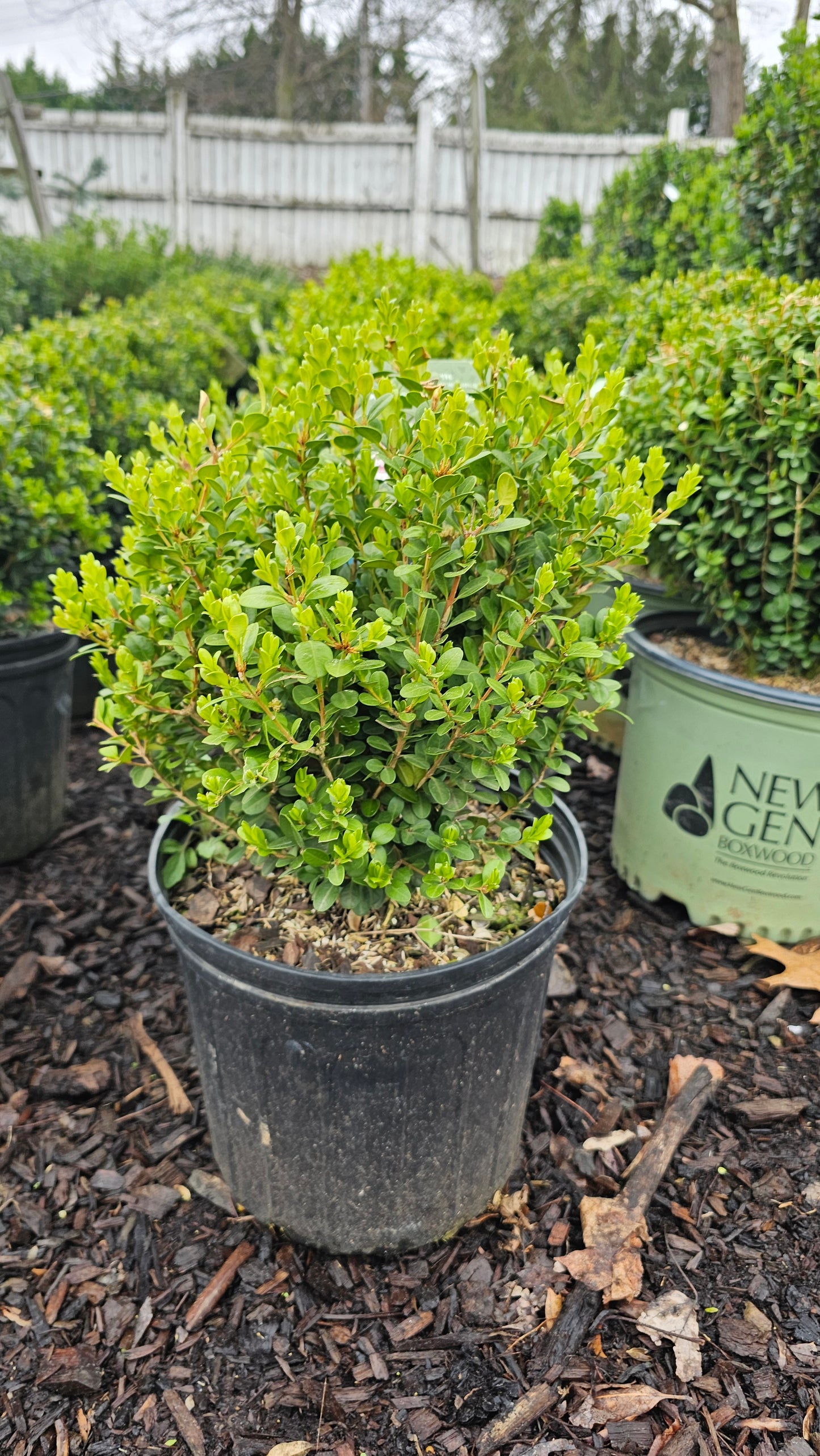 Buxus Winter Gem - Boxwood