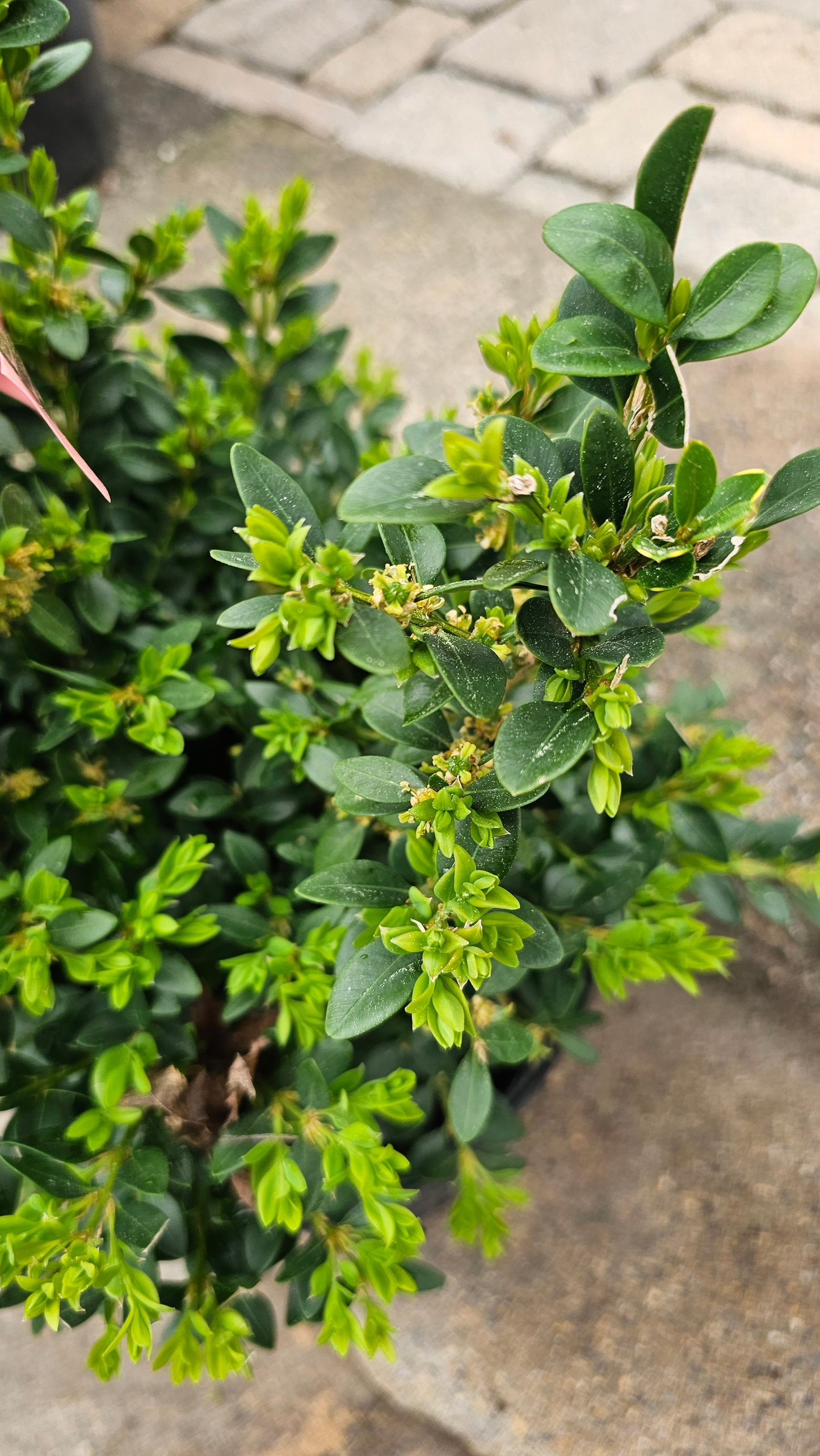 Buxus Green Velvet - Boxwood