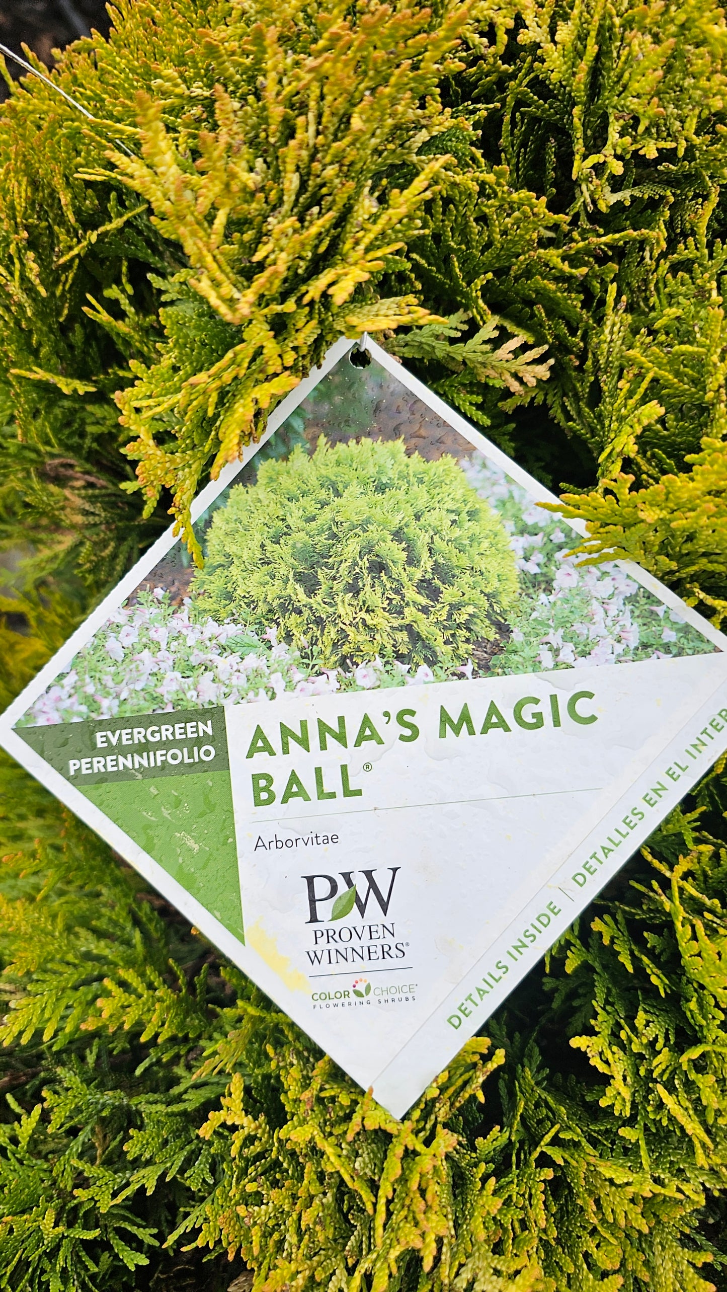 Thuja 'Anna's Magic Ball' - Arborvitae shrub