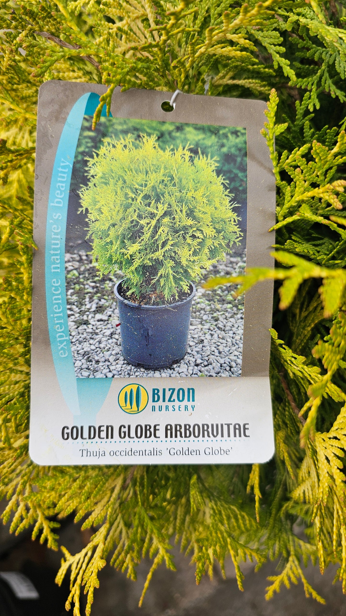 Thuja occidentalis 'Golden Globe' - Arborvitae Shrub
