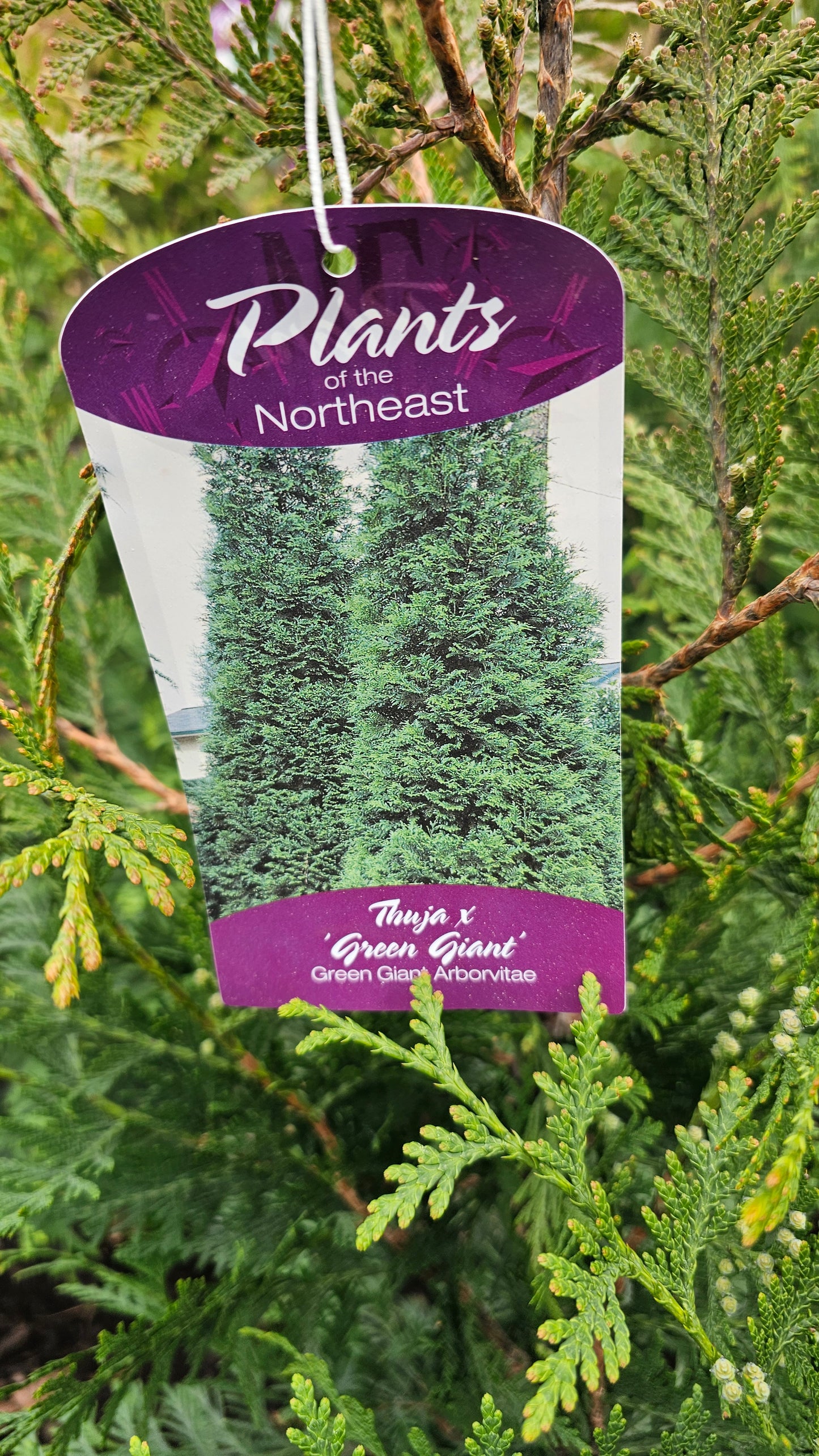 Thuja 'Green Giant' - Green Giant Arborvitae