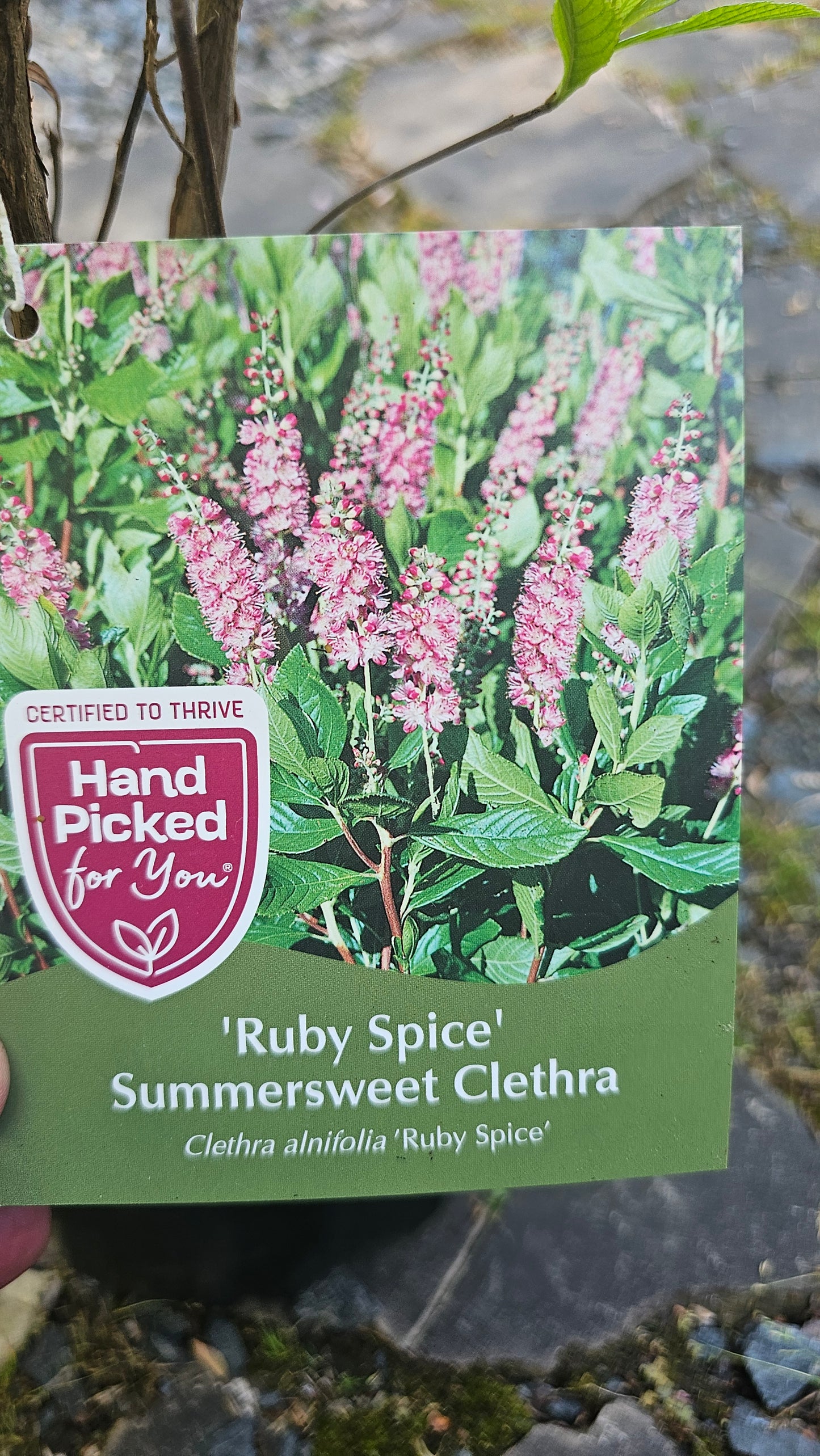 Clethra 'Ruby Spice'