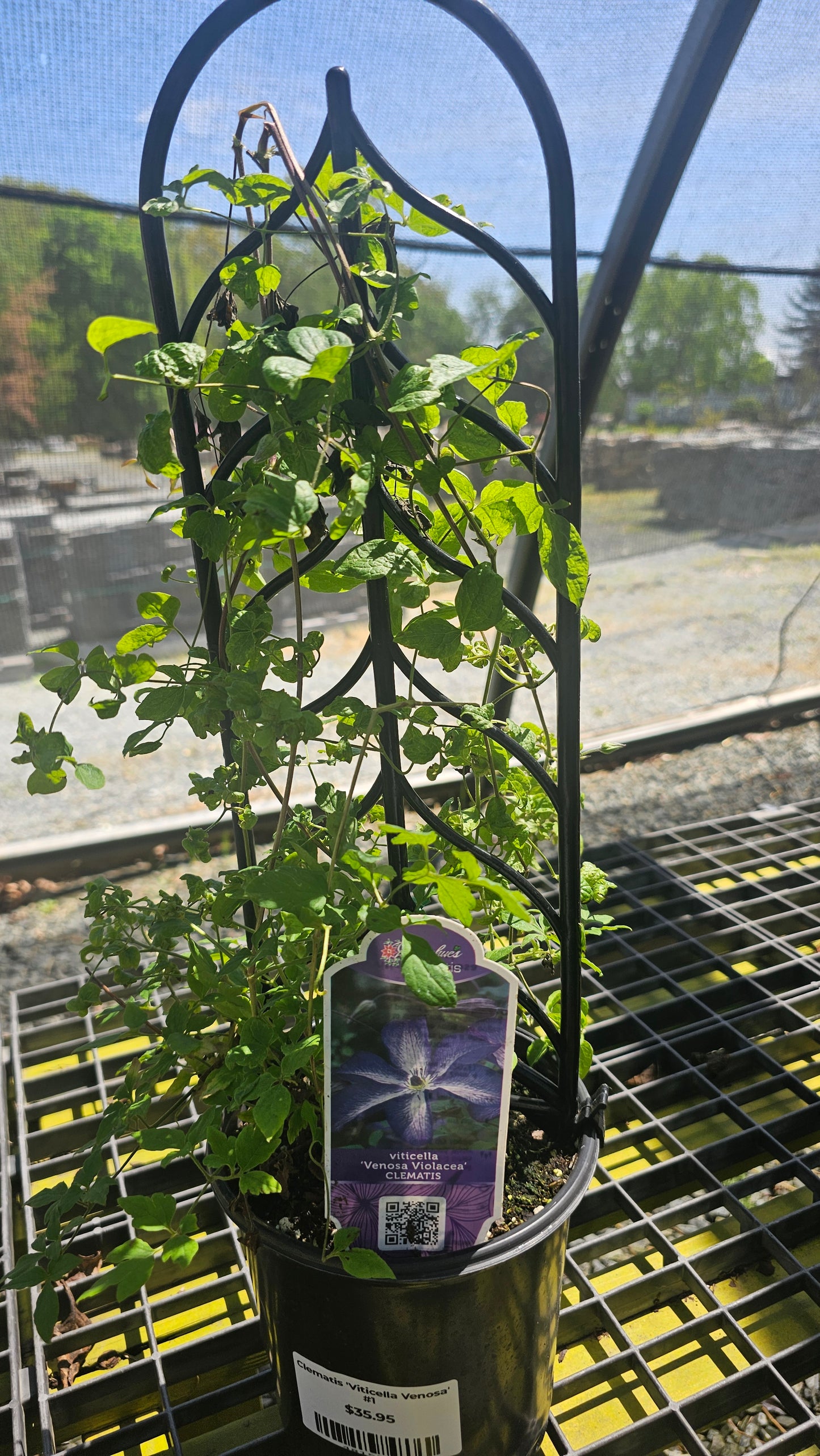 Clematis - Flowering Vine