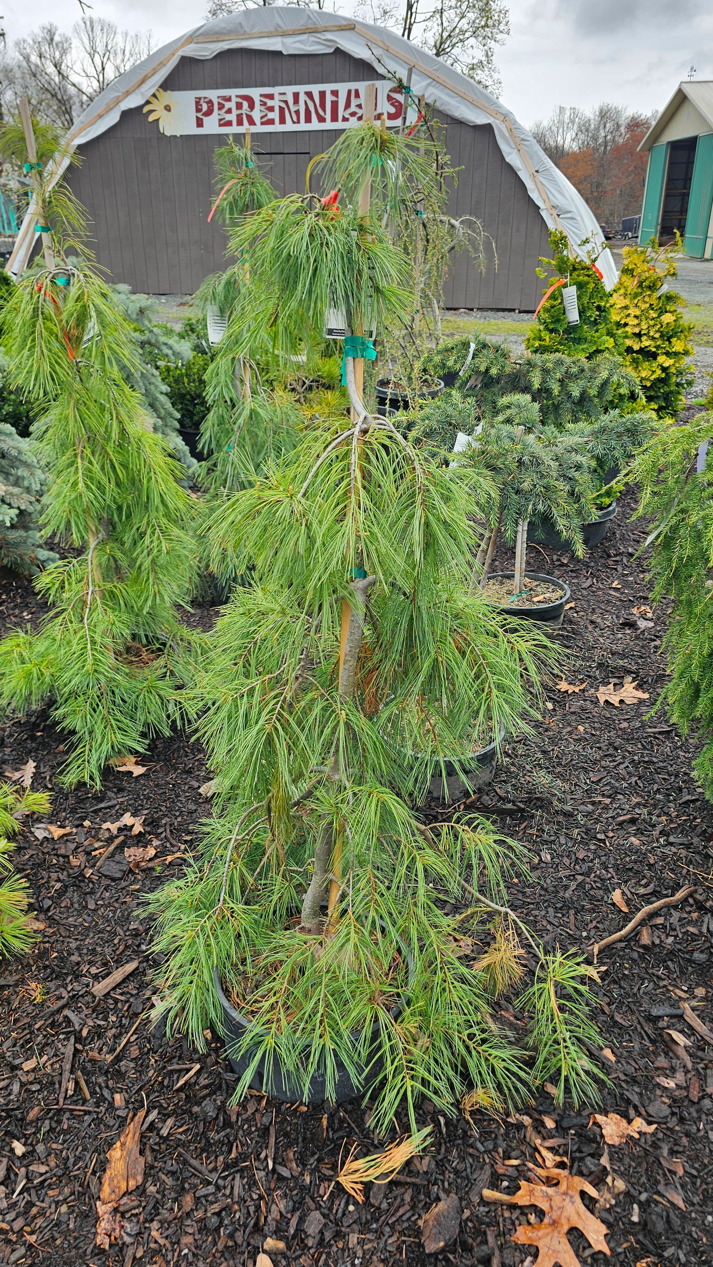 Pinus strobus 'Angel Falls' - Weeping Eastern Pine