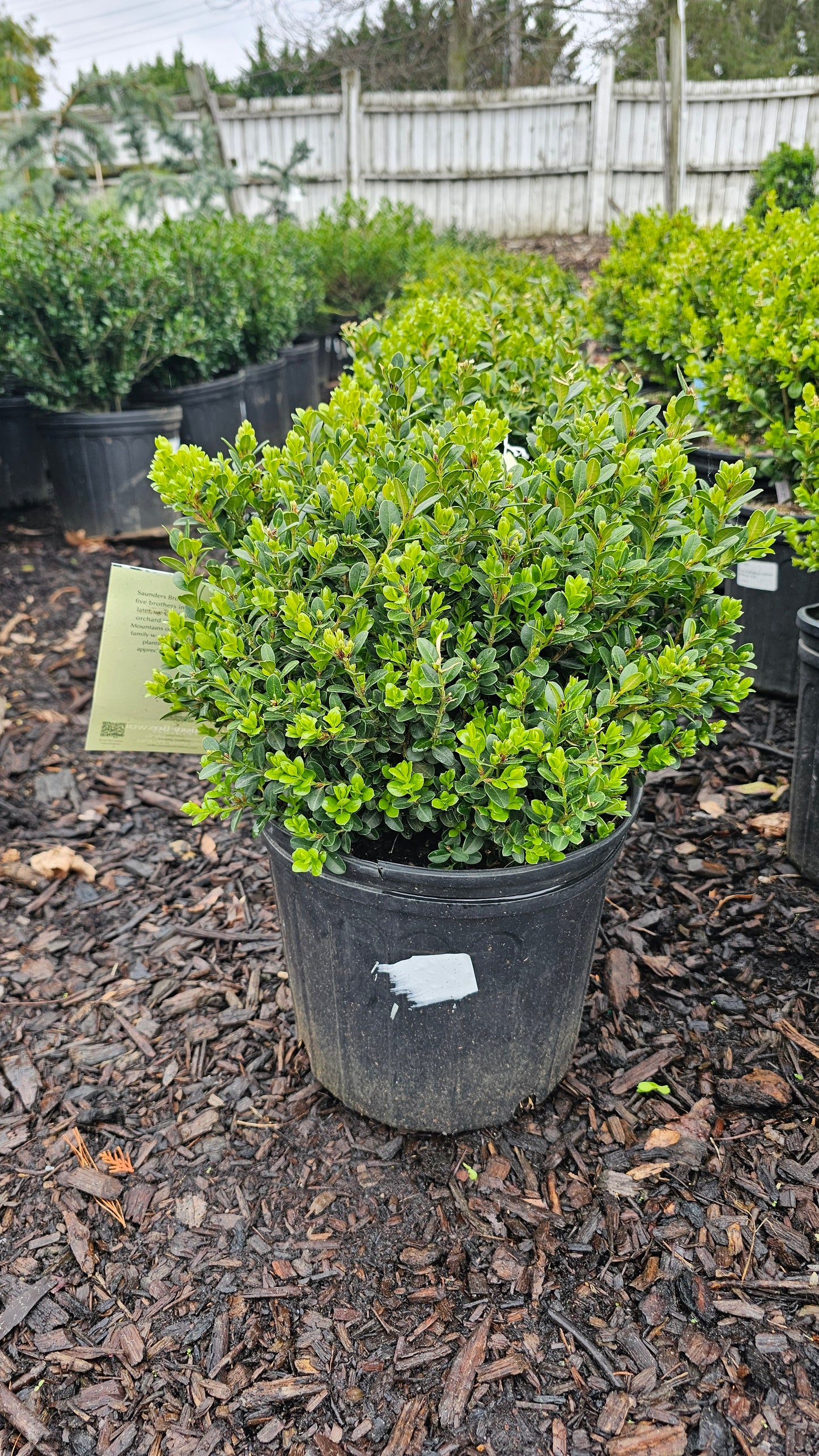 Buxus 'Little Missy' - Boxwood