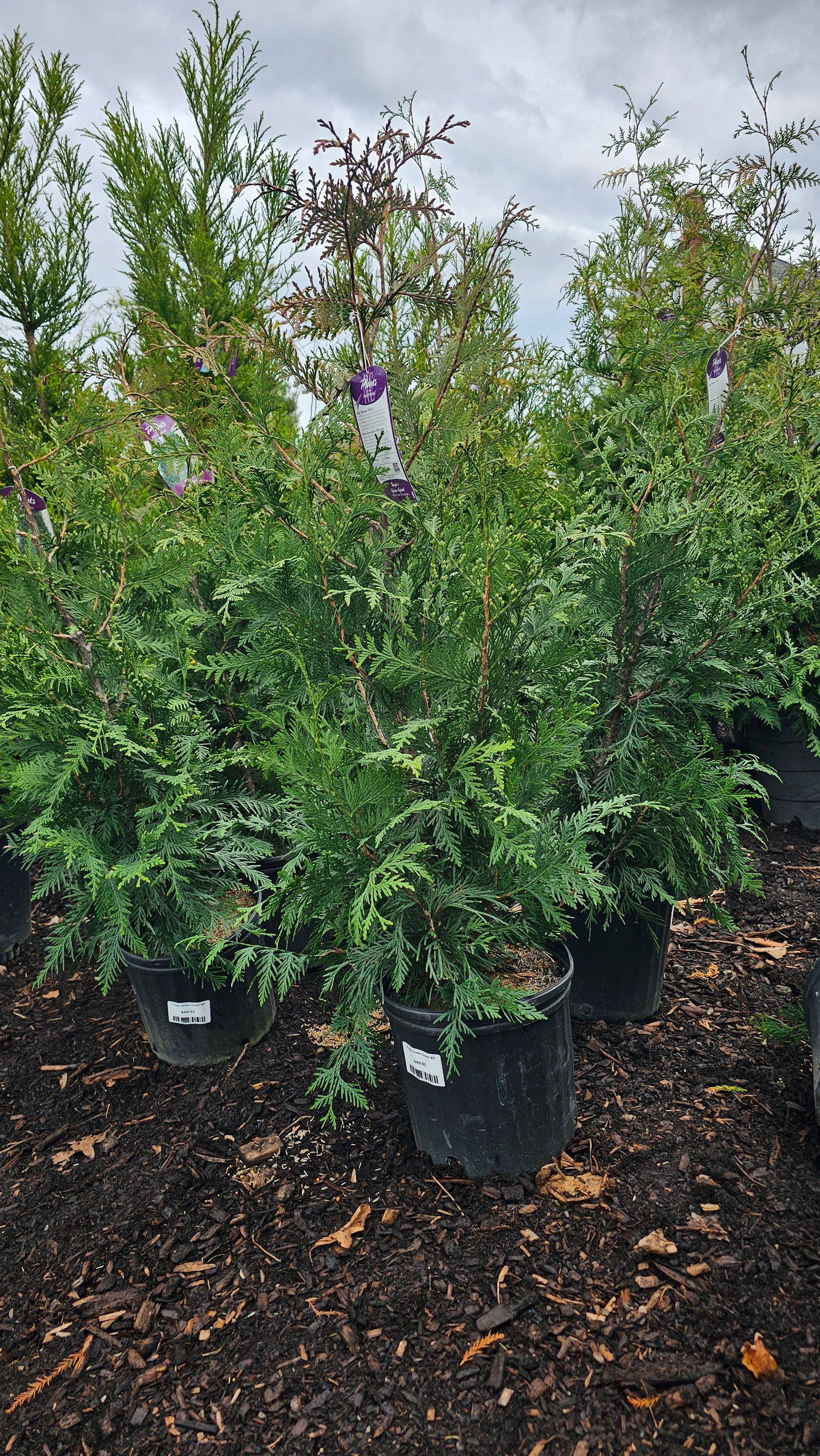 Thuja 'Green Giant' - Green Giant Arborvitae