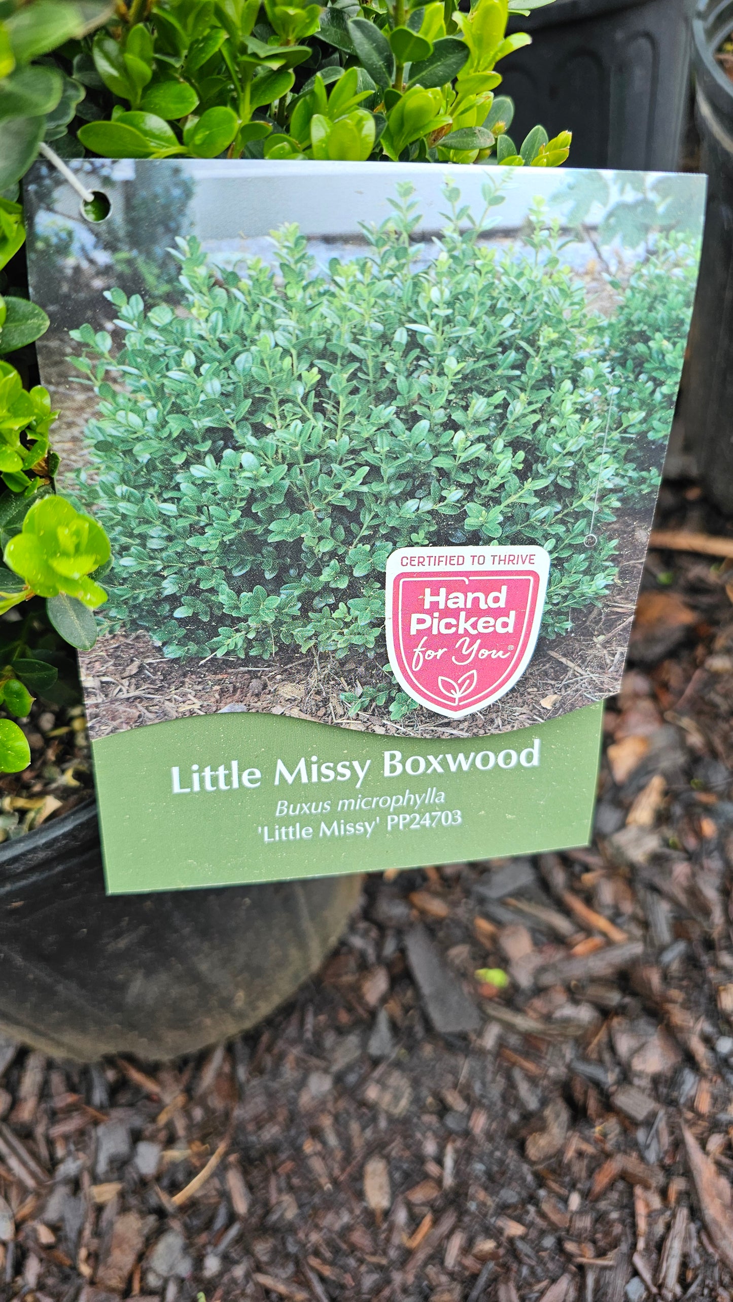 Buxus 'Little Missy' - Boxwood
