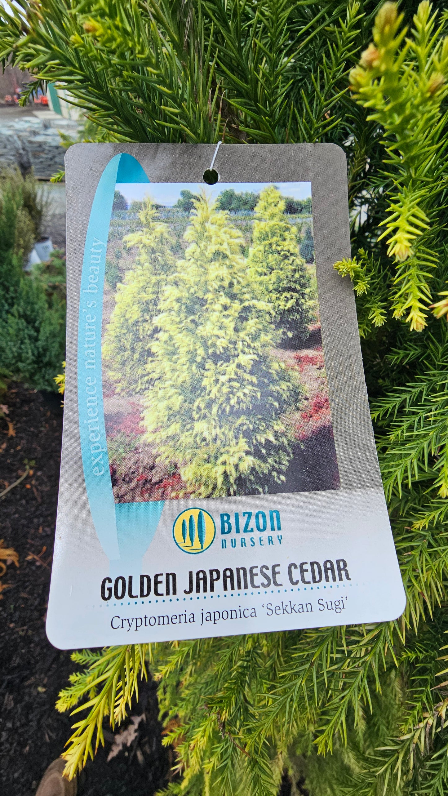 Cryptomeria Japonica 'Sekkan Sugi' - Jap. Cedar