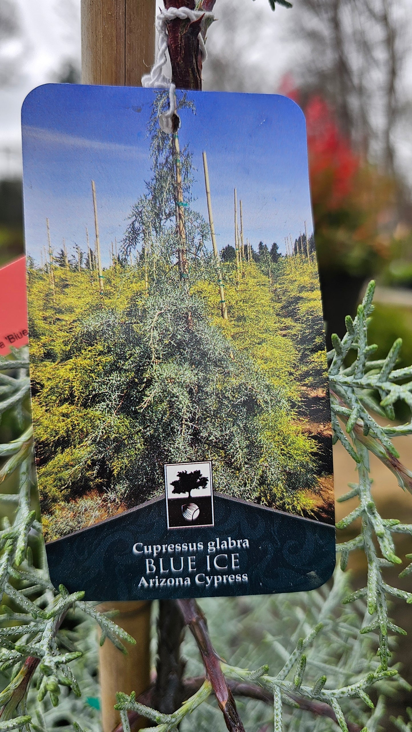 Cupressus glabra 'Blue Ice' #15