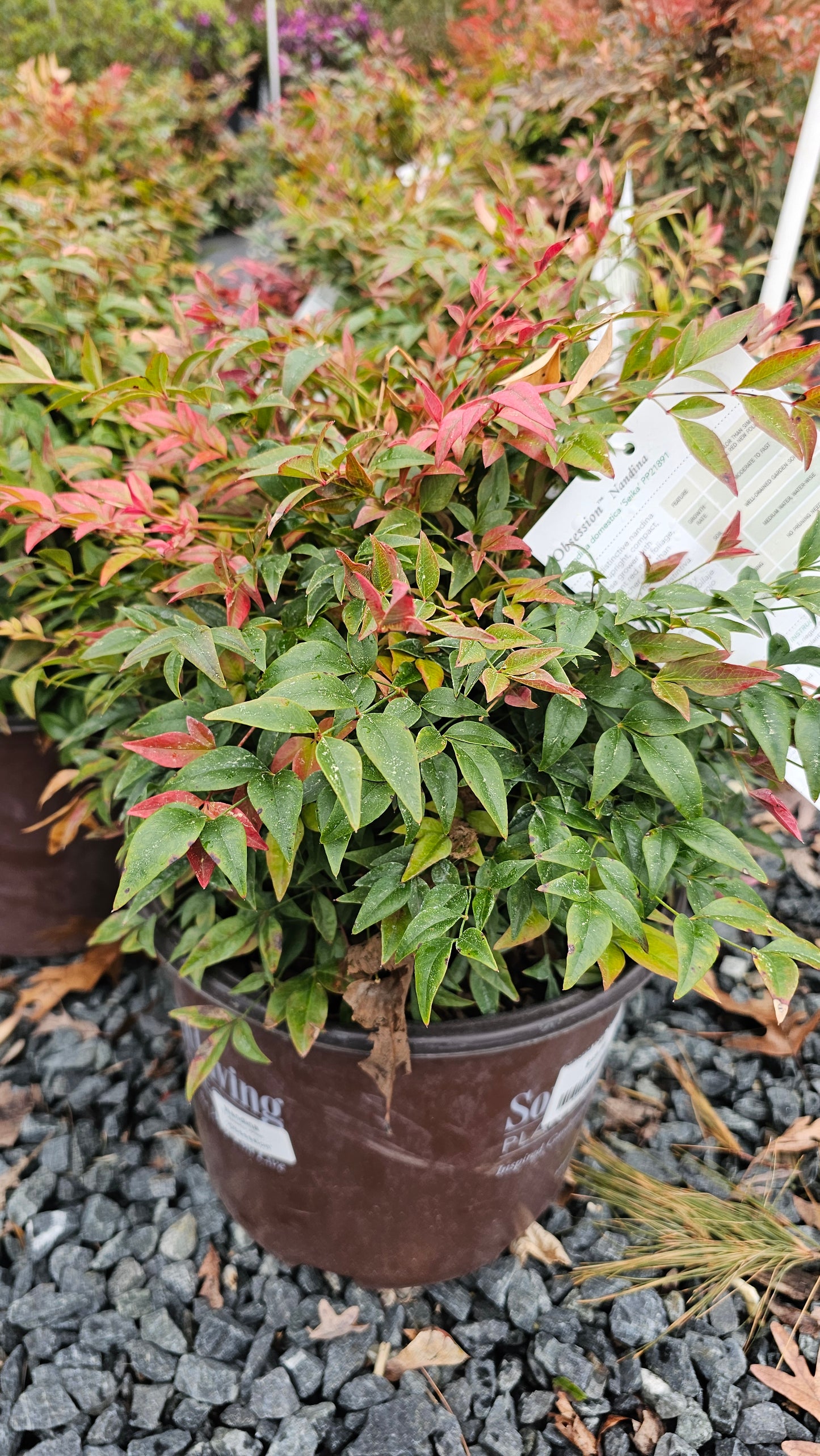 Nandina Dom. 'Obsession'