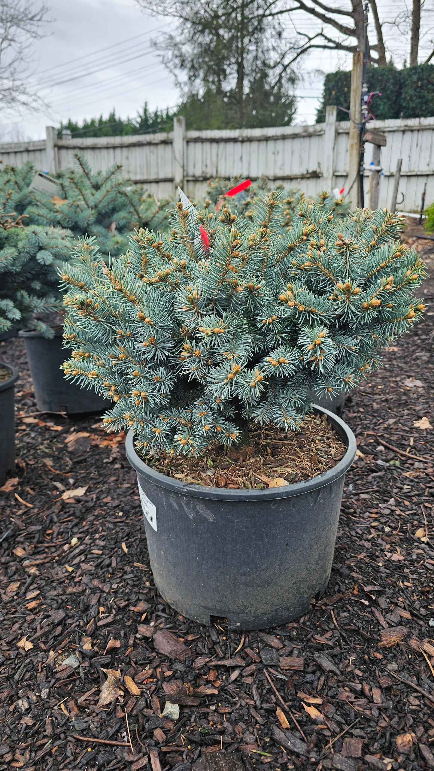 Picea pungens 'Glauca Globosa'