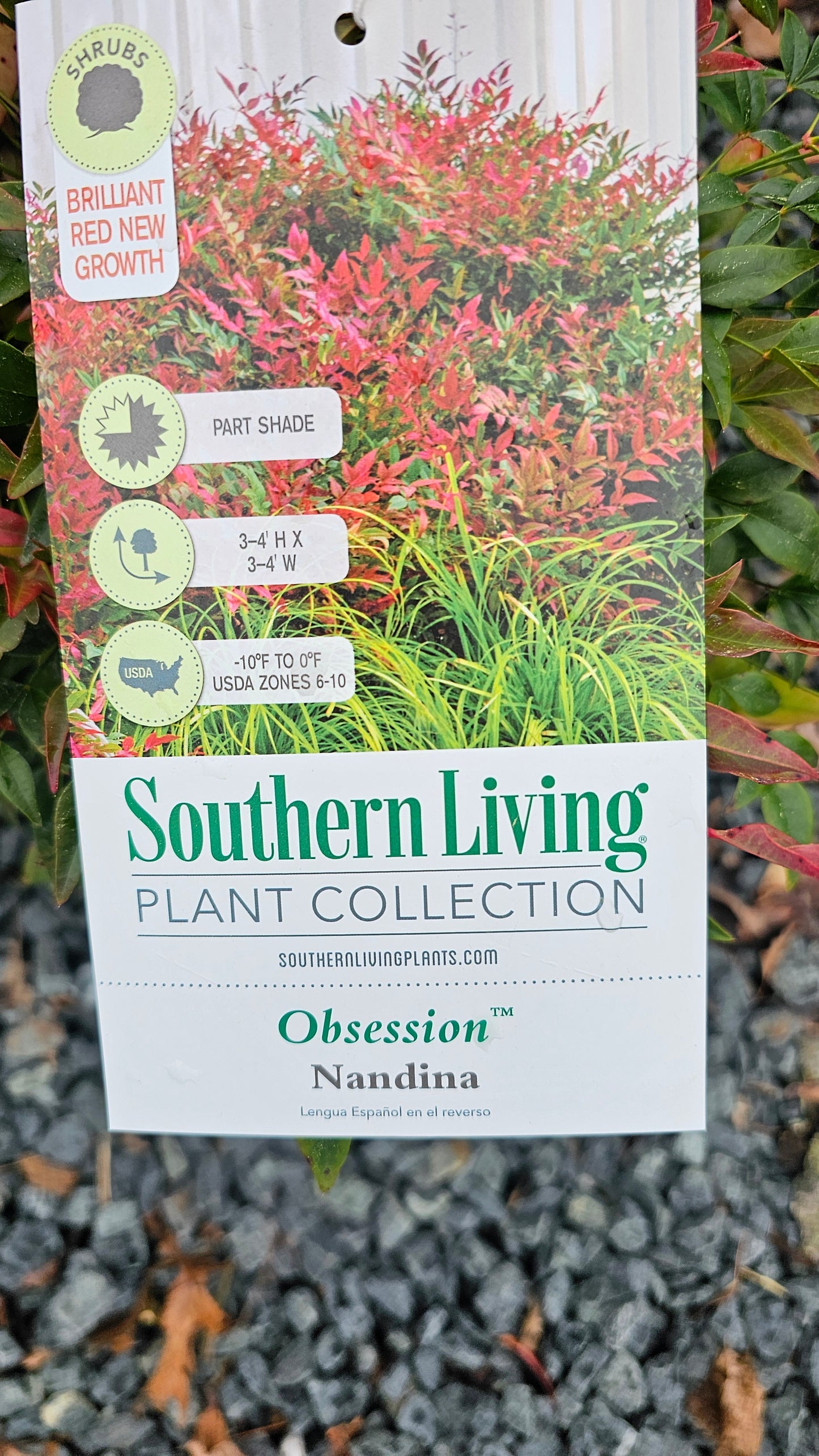 Nandina Dom. 'Obsession'