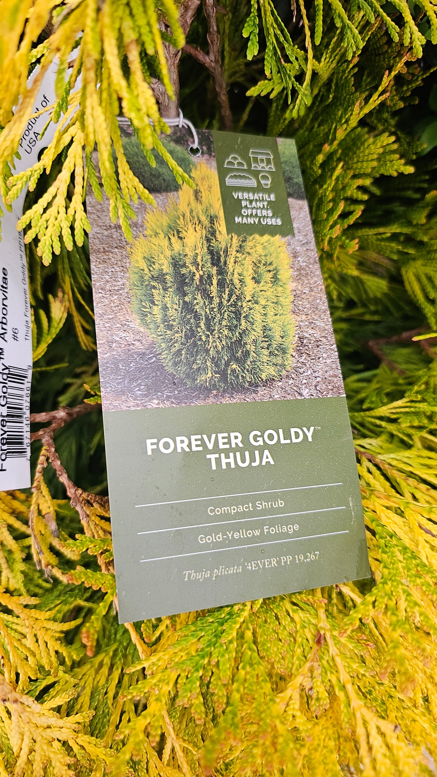 Thuja 'Forever Goldy' - Arborvitae shrub