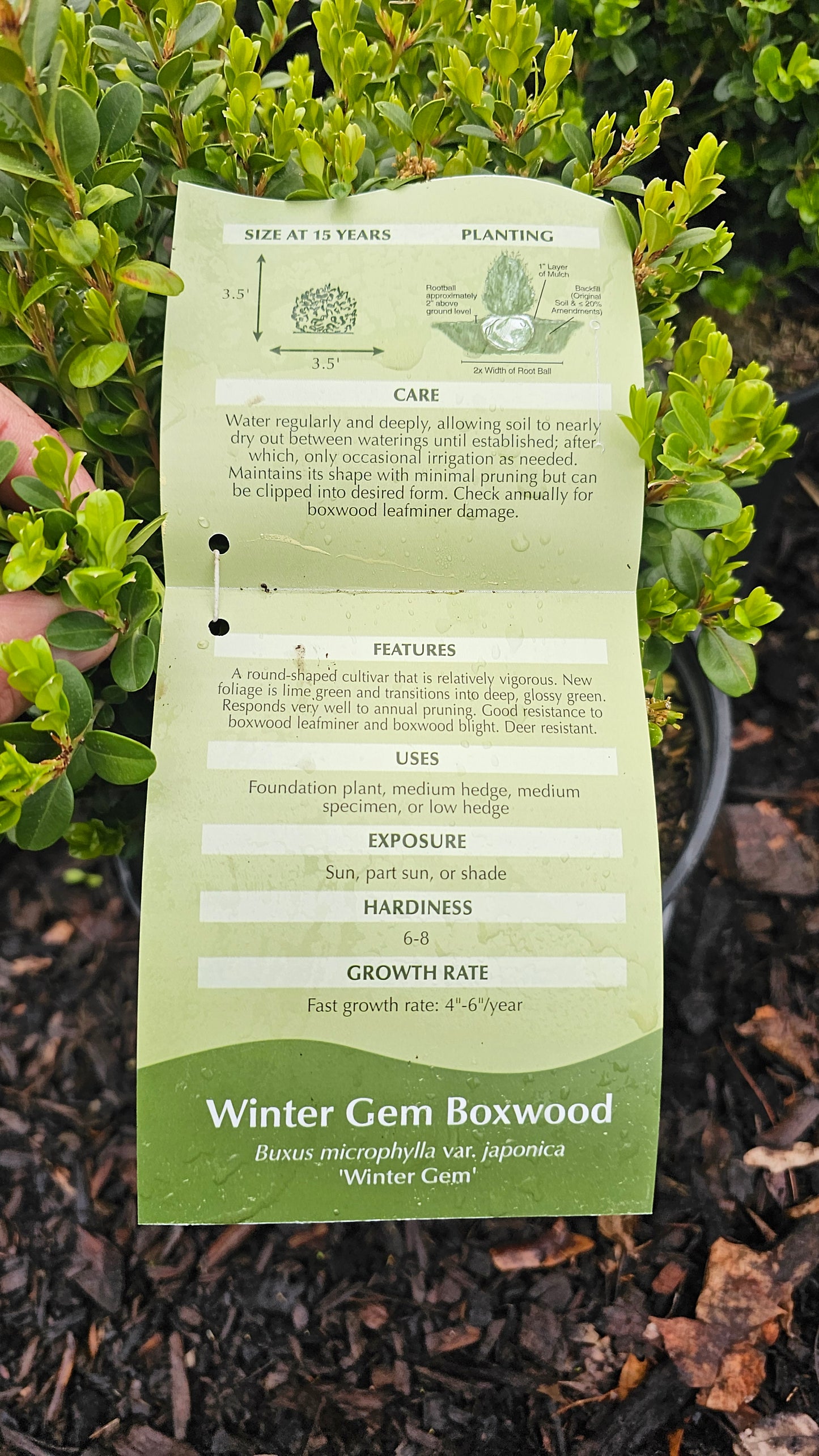 Buxus Winter Gem - Boxwood