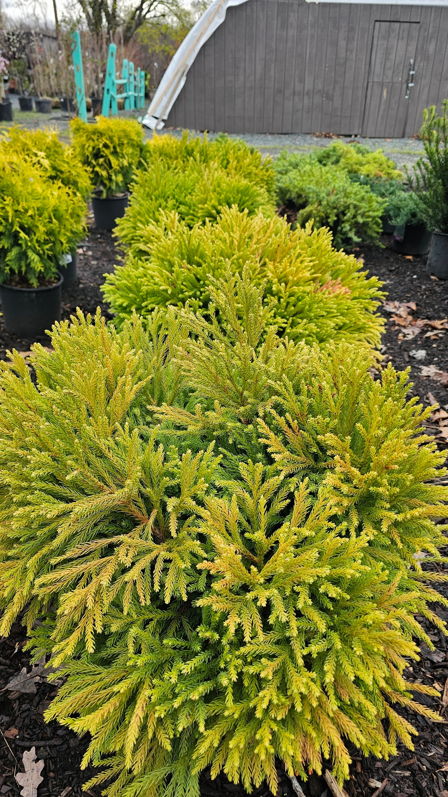 Cryptomeria Globe