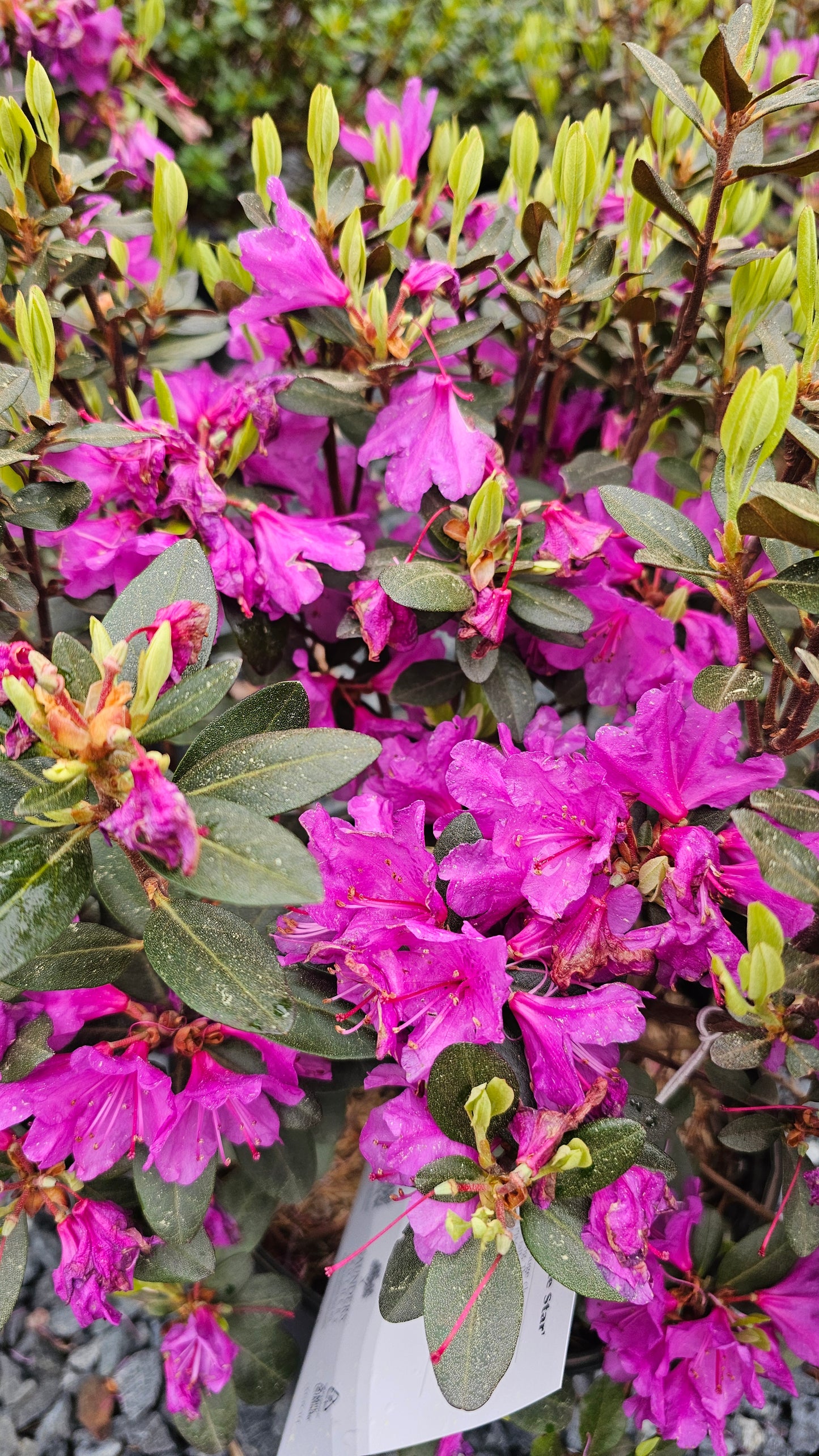 Rhododendron x PJM Elite Star'