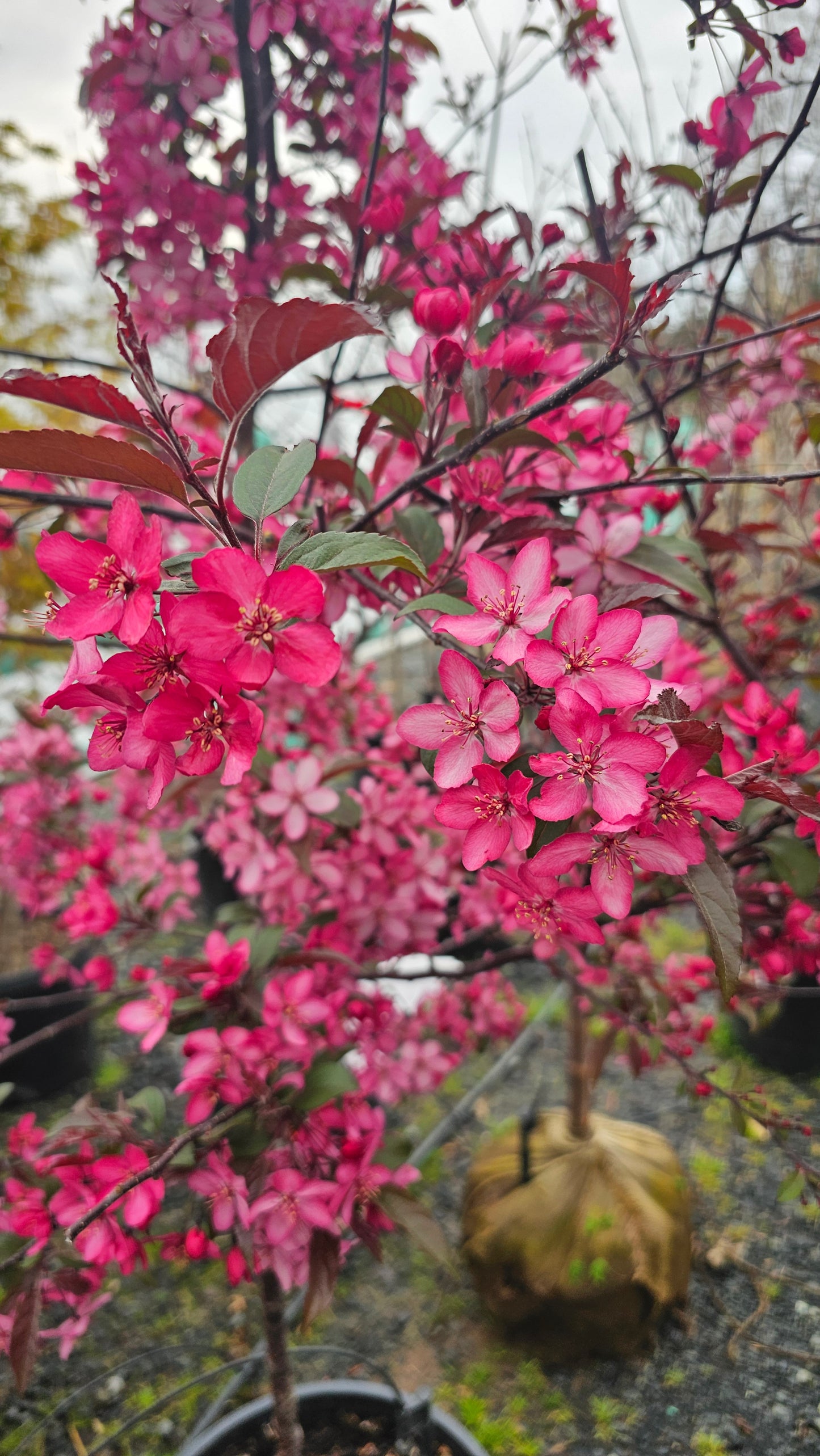 Malus 'Royal Raindrops' - Crab Apple