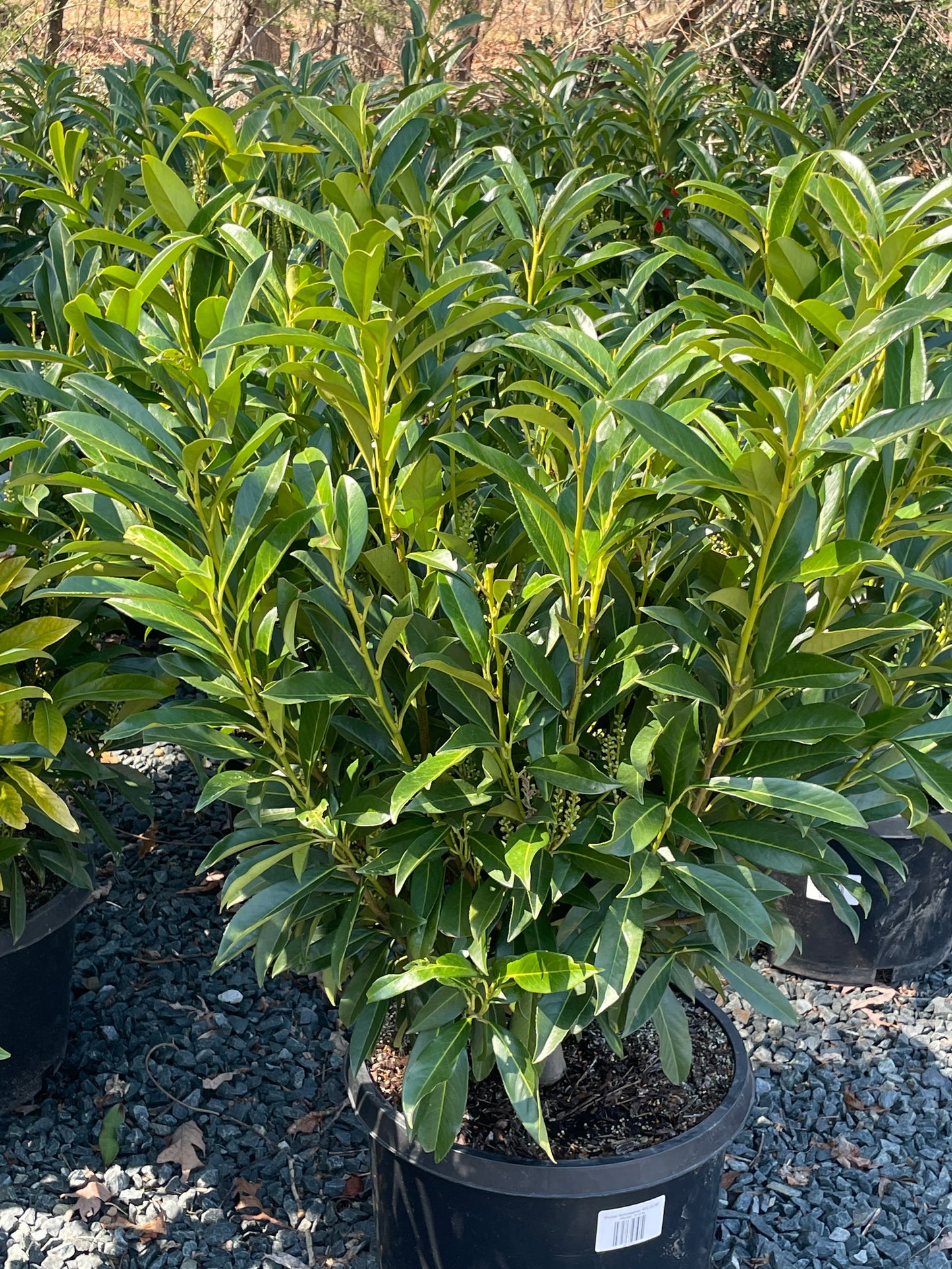 Prunus 'Schipkaensis' - Skip Laurel