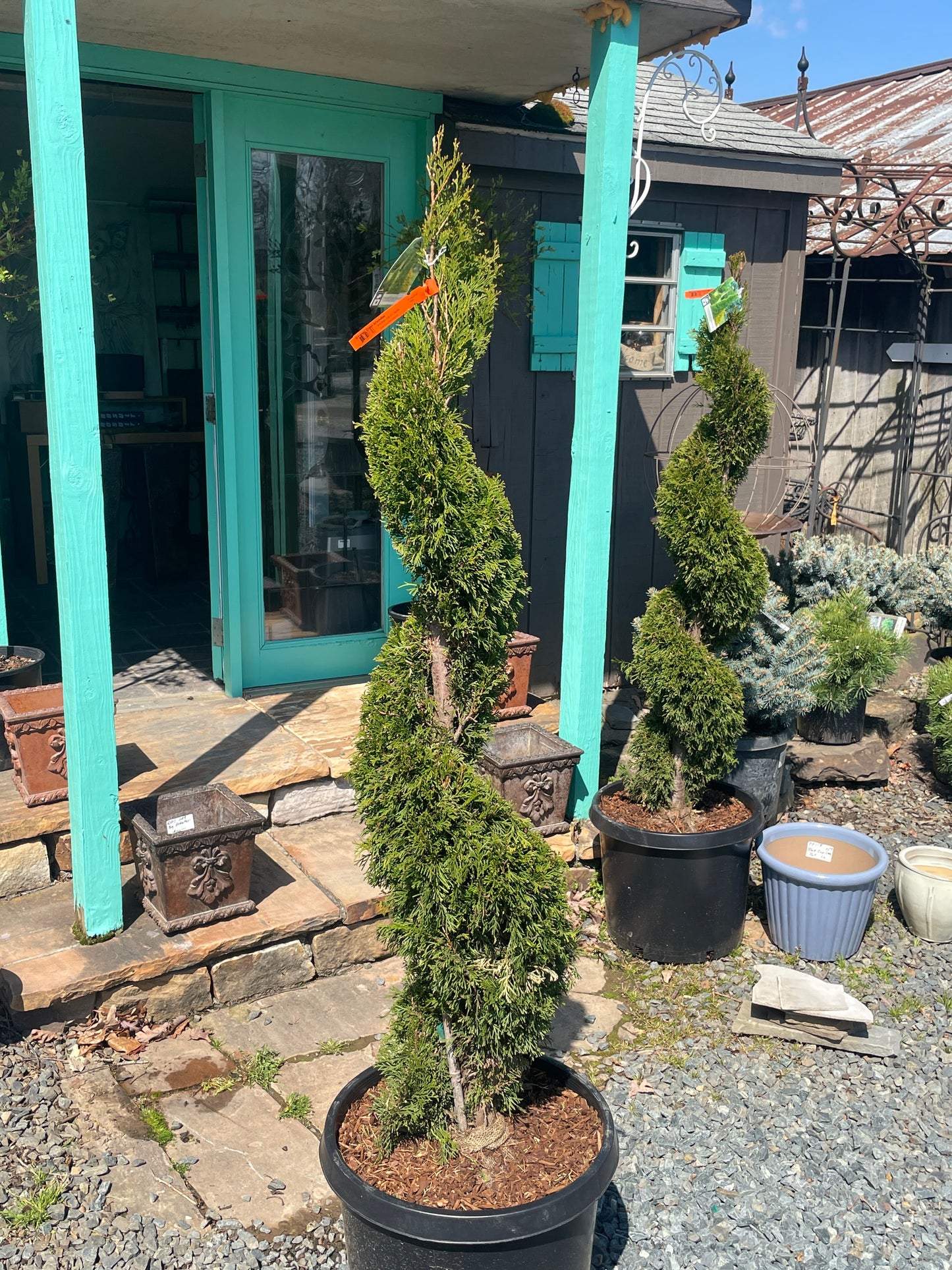Thuja - Emerald Green Spiral