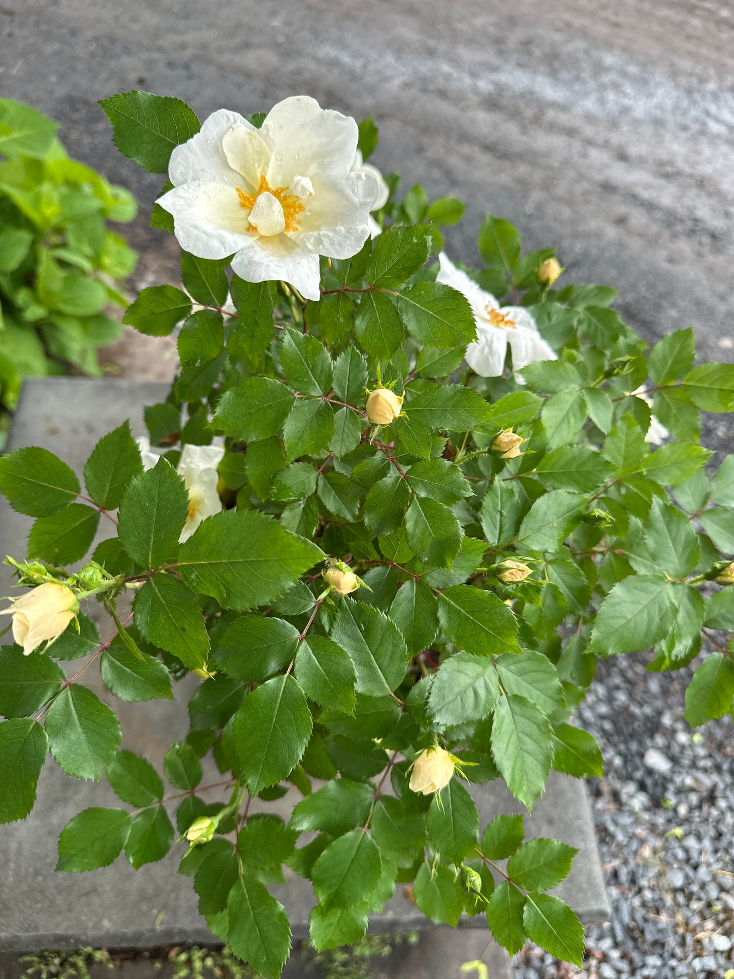 Rosa 'Knock Out® Series'