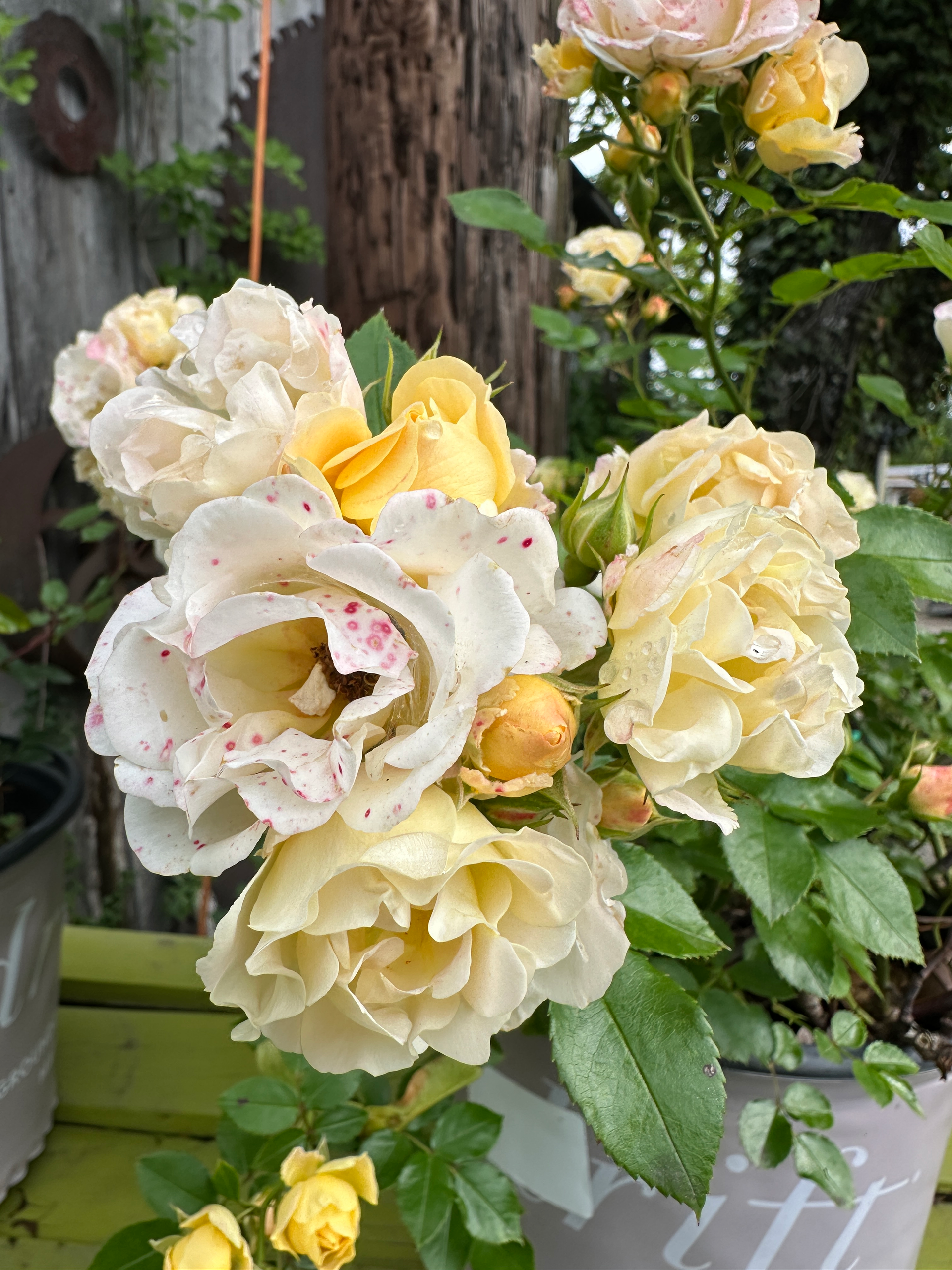 Drift Rose - Multi Colors Avail. – Greenspring Nursery & Stone