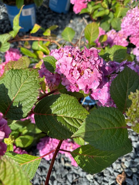 Hydrangea mac. 'Bloomstruck'
