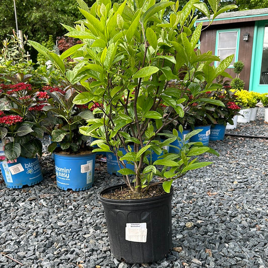 Viburnum 'Winterthur'