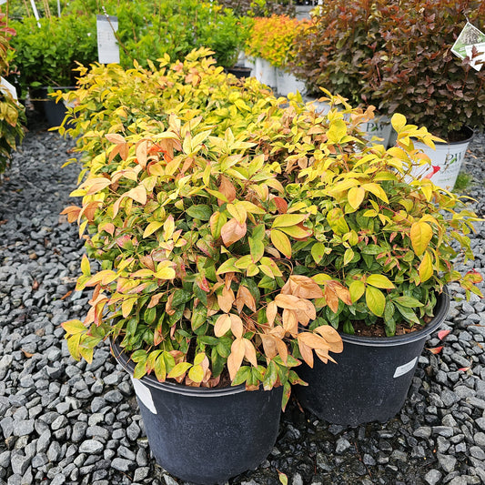 Nandina 'Fire Power'