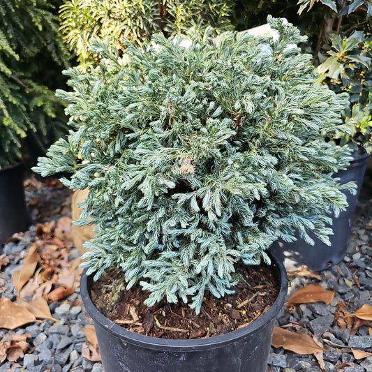Cham. 'Curly Tops' - Sawara Cypress