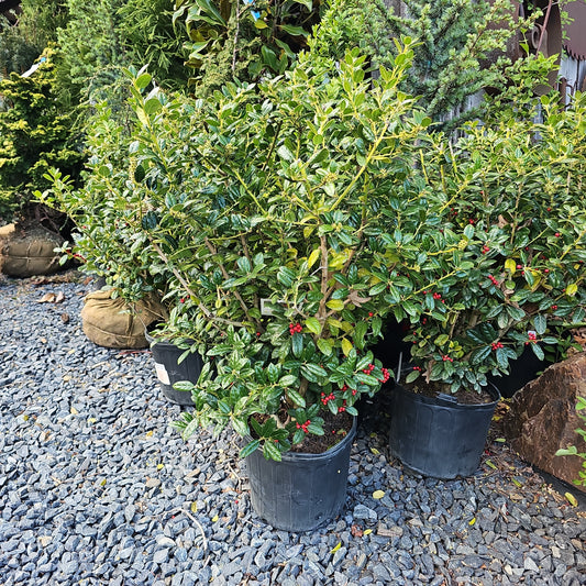 Ilex 'Dwarf Buford Holly' - Chinese Holly