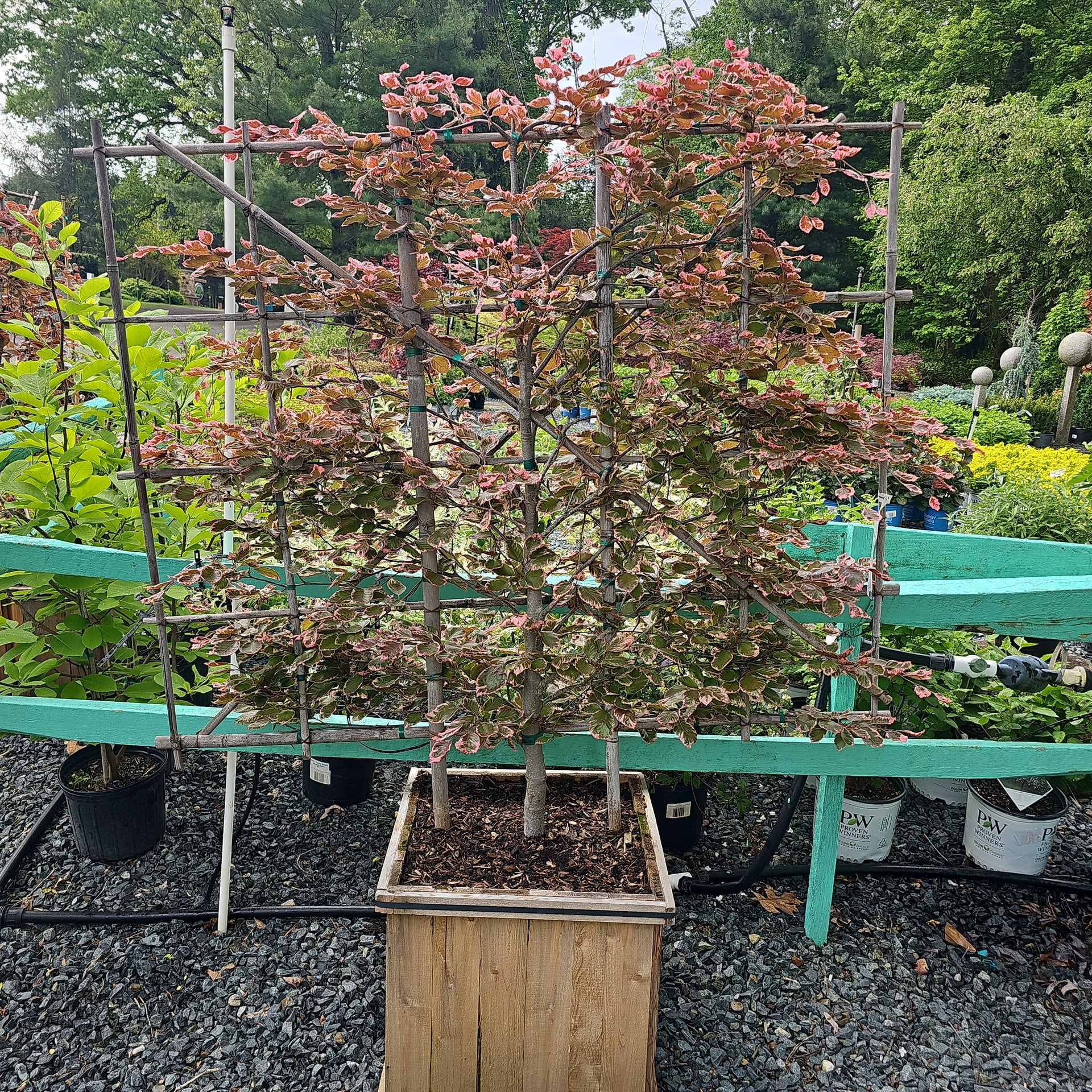Fagus 'Roseomarginata' 5' ESP