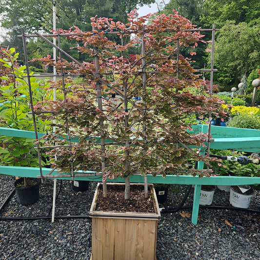Fagus 'Roseomarginata' 5' ESP - Tri Color Beech