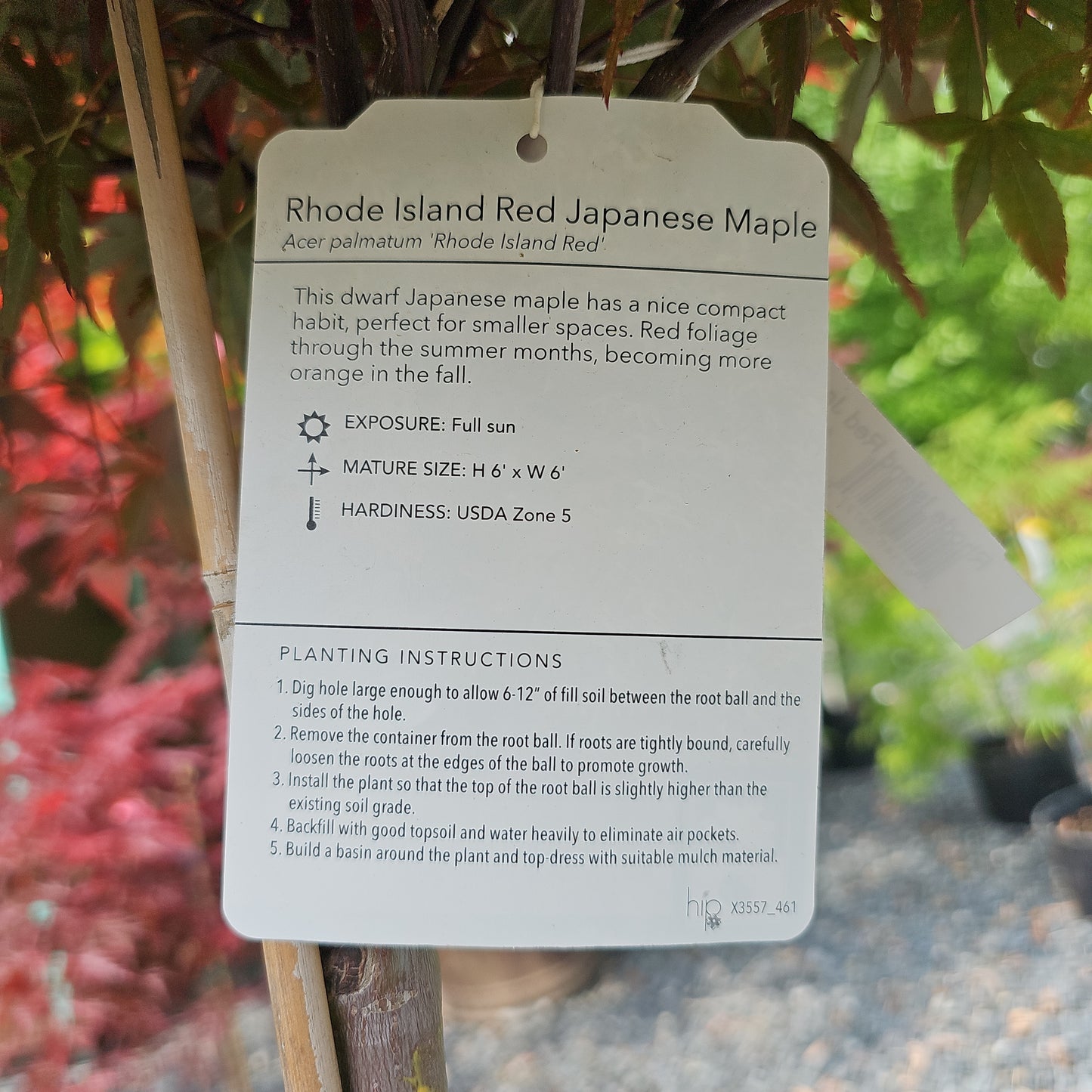 Acer palm. 'Rhode Island Red' #6