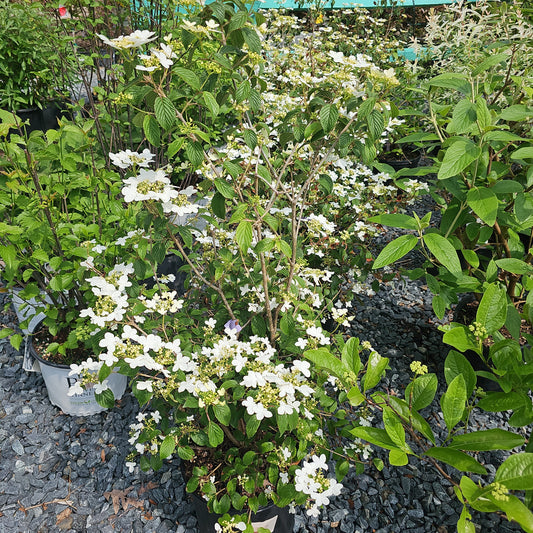 Viburnum Pli. 'Summer Snowflake'