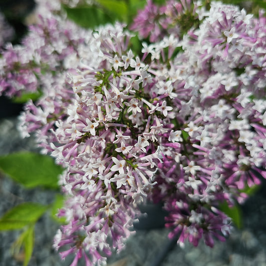 Lilac - Meyer lilac or Korean lilac - Syringa meyeri 'Palibin'